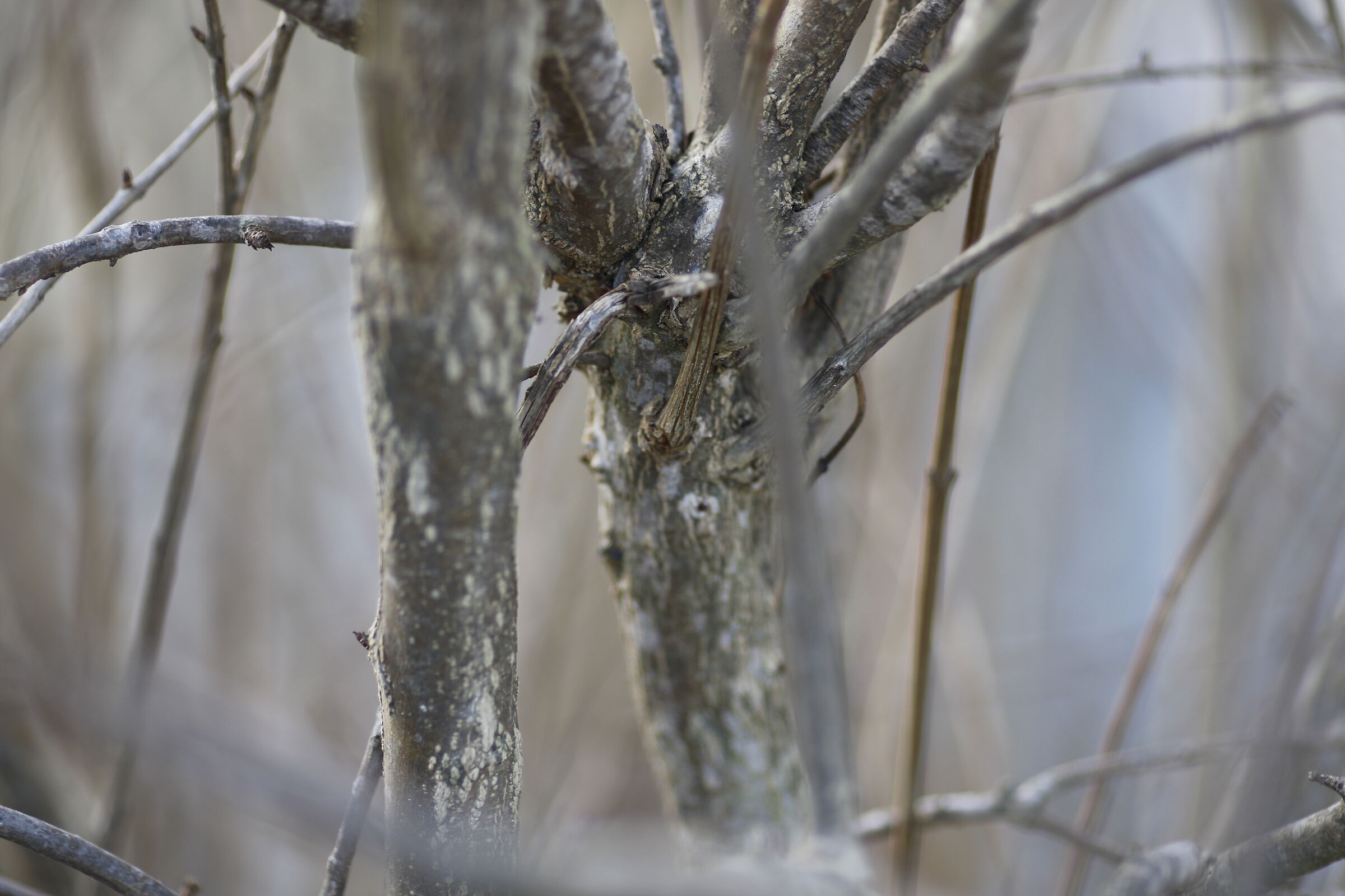 Canon 7D II- 135, F.2 L USM