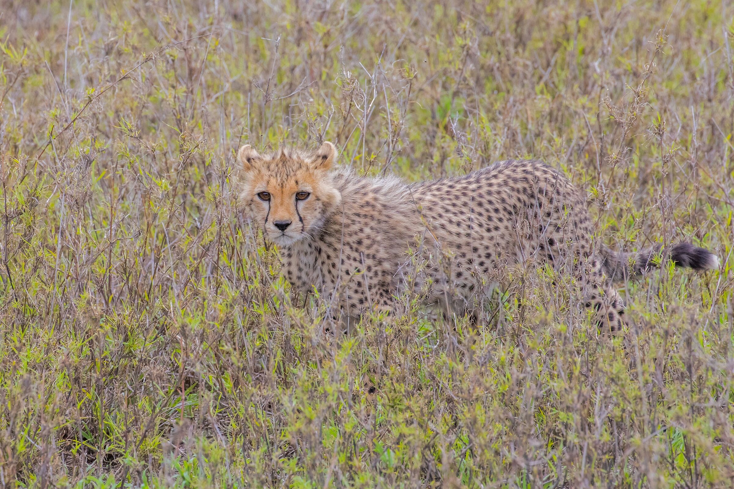 Invisibile. Quasi…