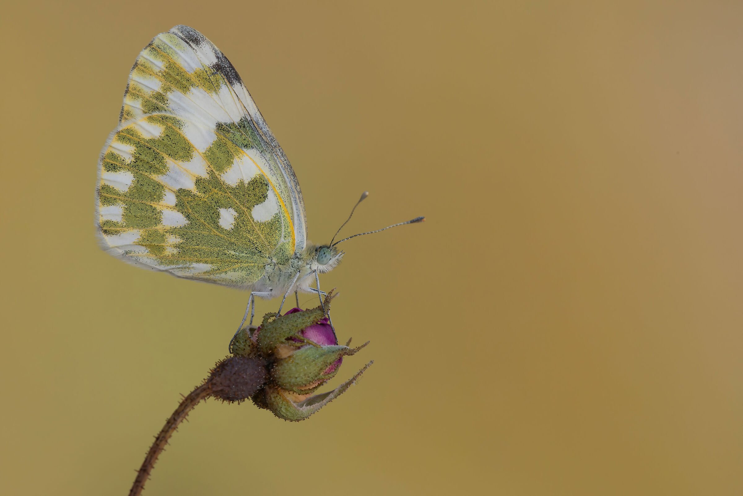 Butterfly 2