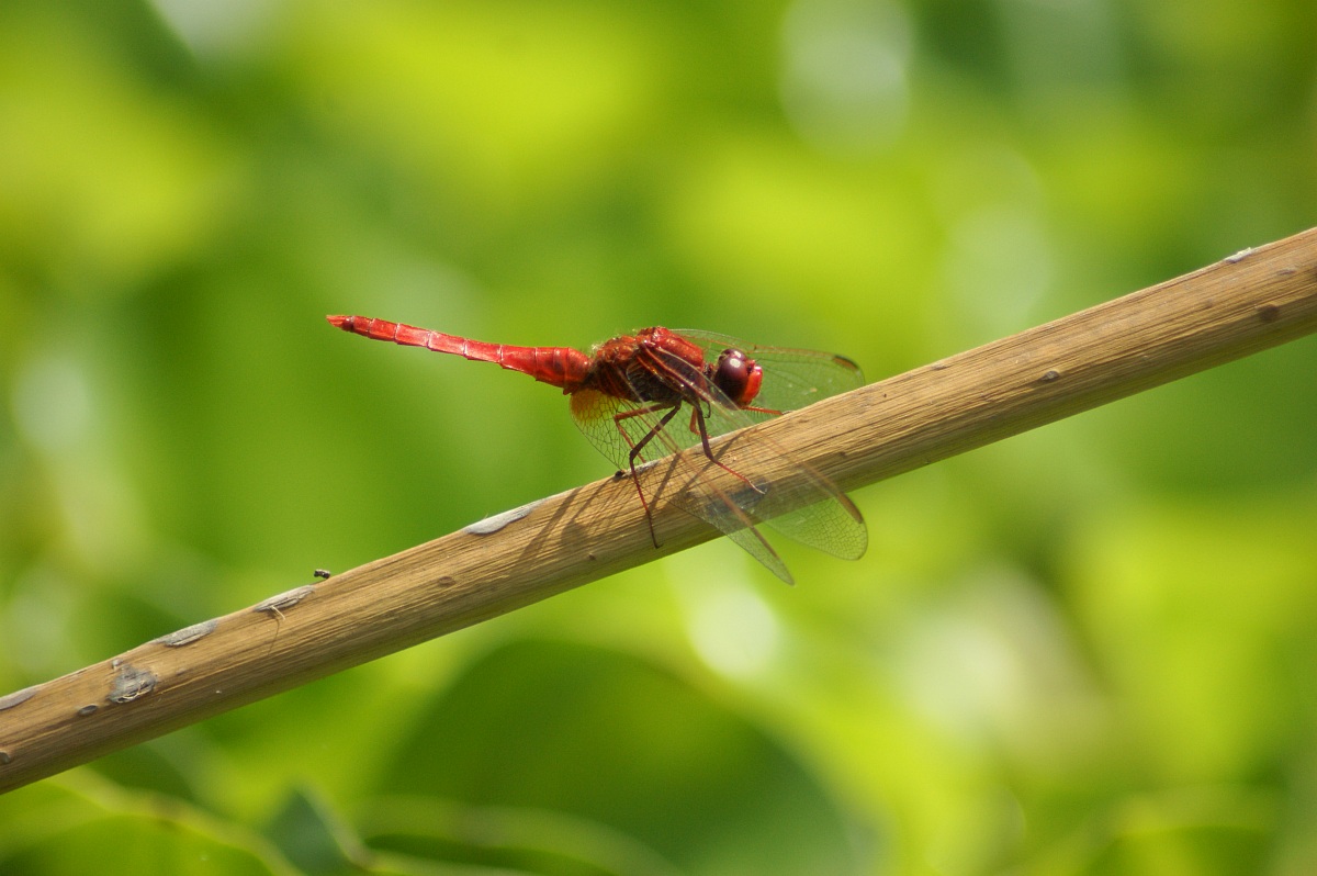 Libellula parco della Sigurtà