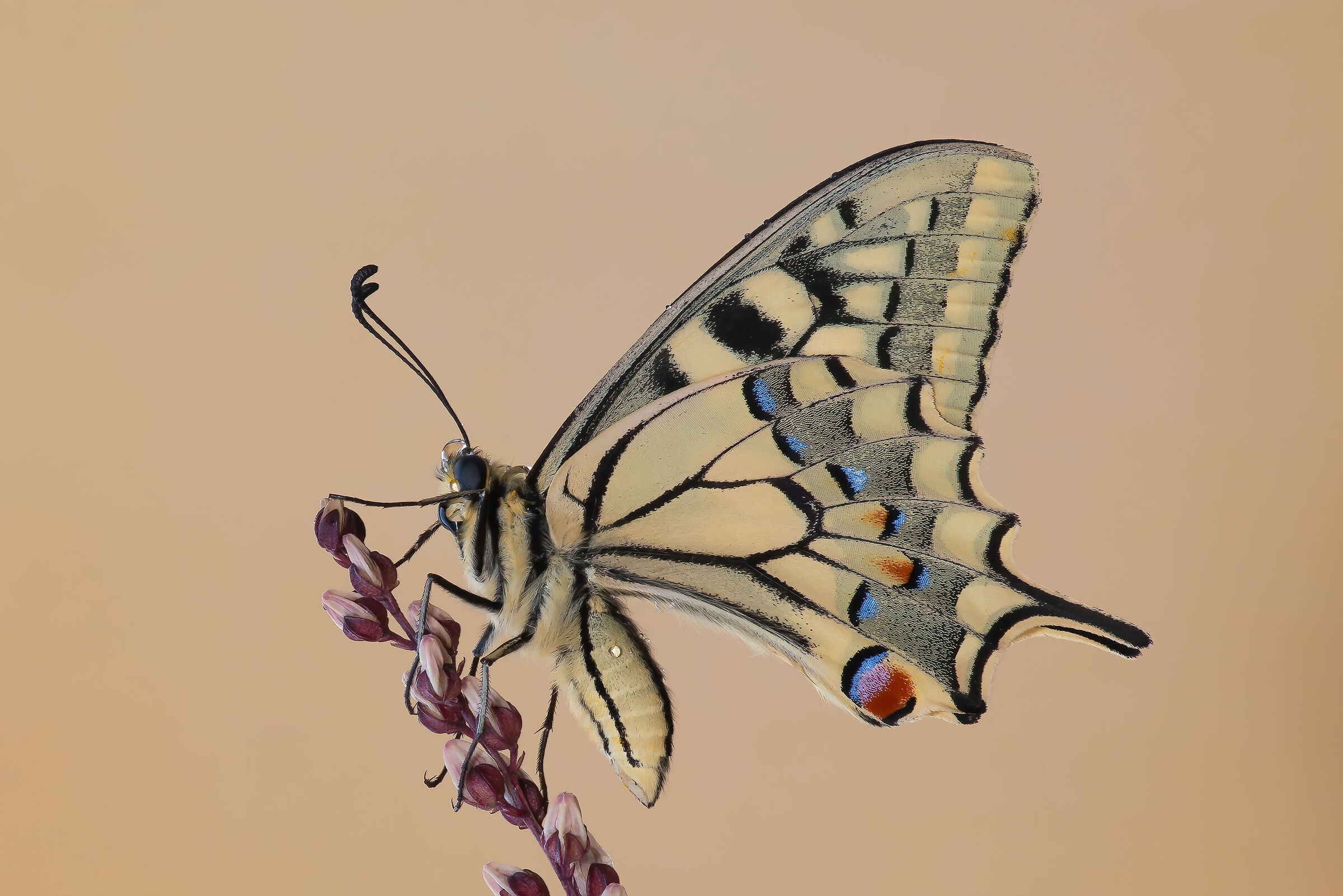 Butterfly 3