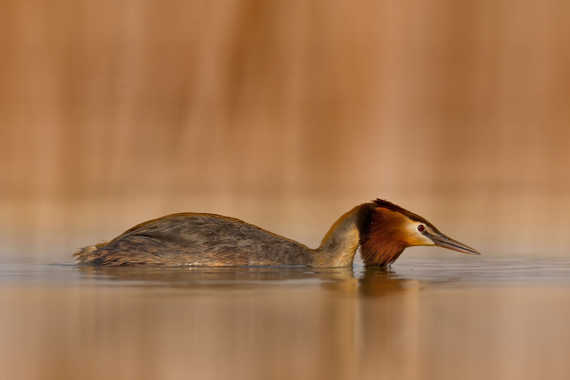 Al tramonto tra i canneti