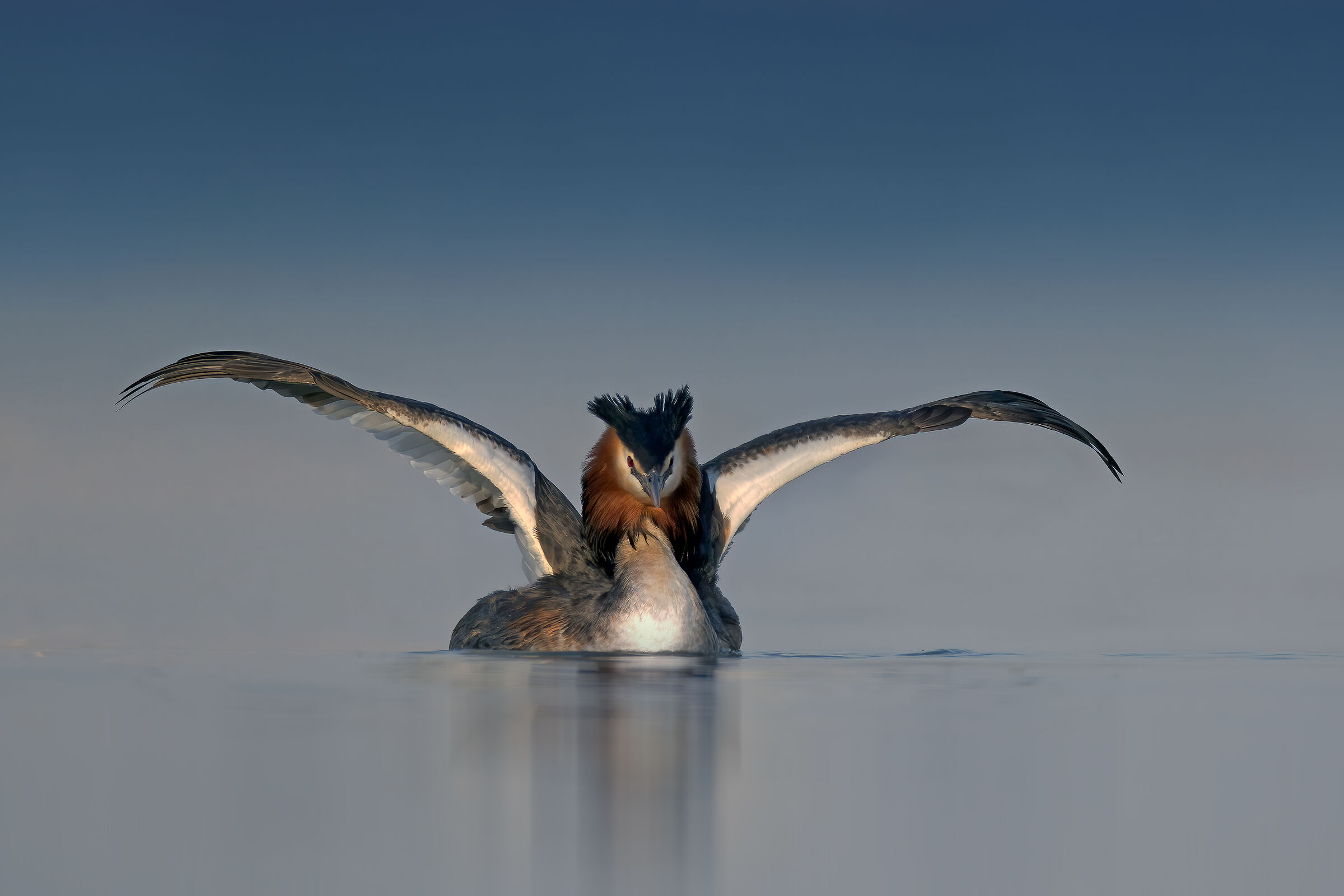 Svasso maggiore in abito.