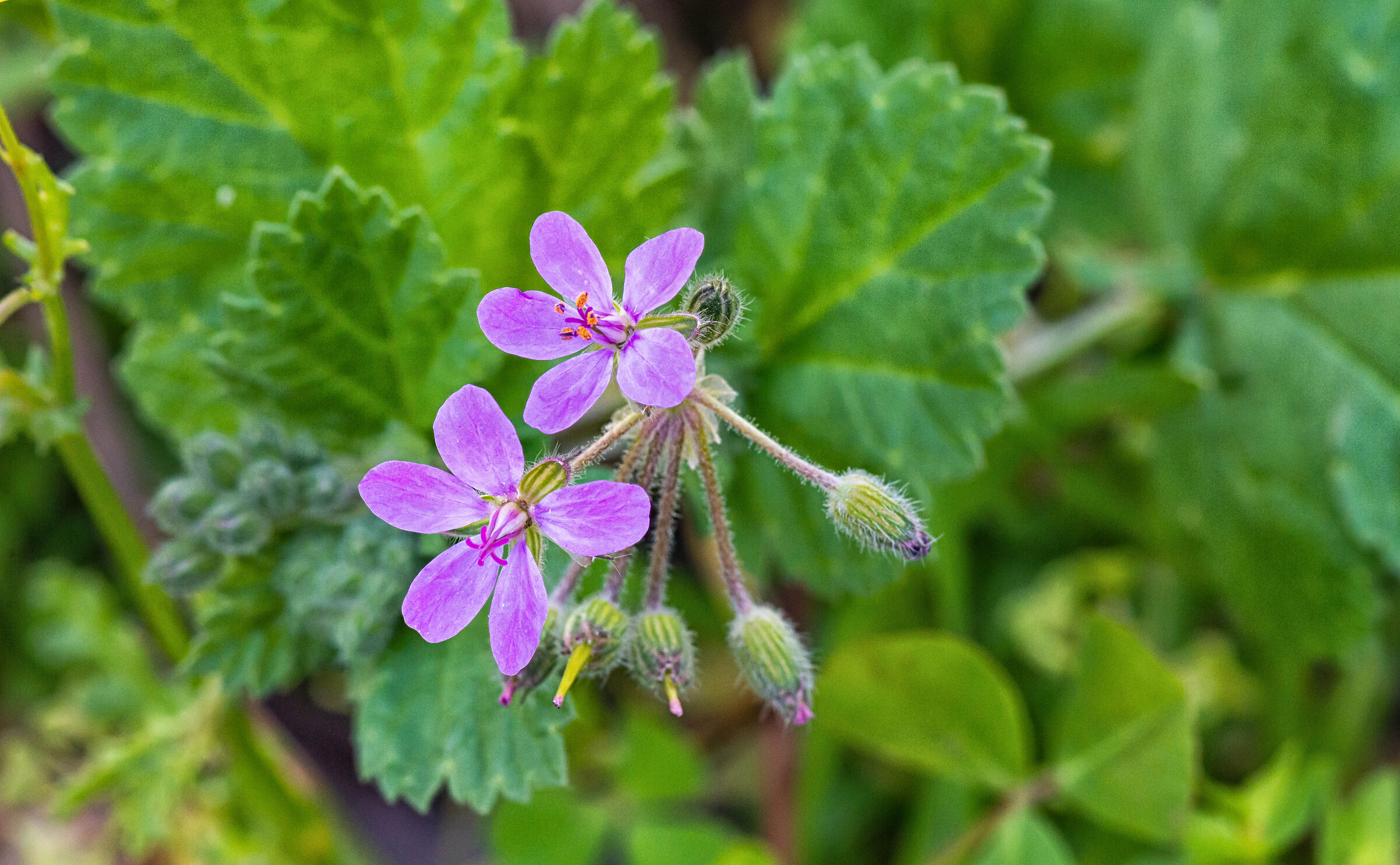 Rosa selvaggio e bello