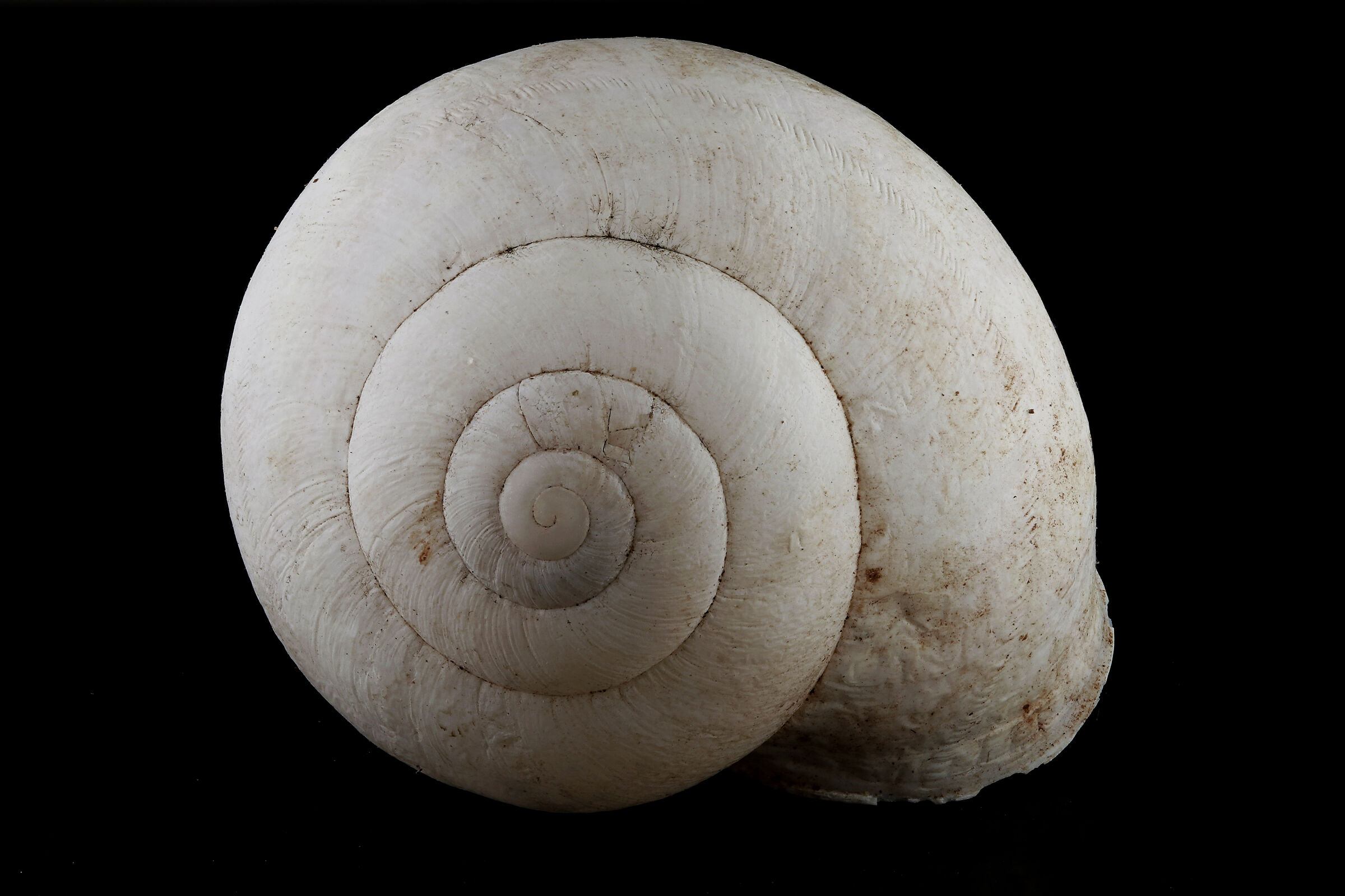 Esperimenti con le chiocciole