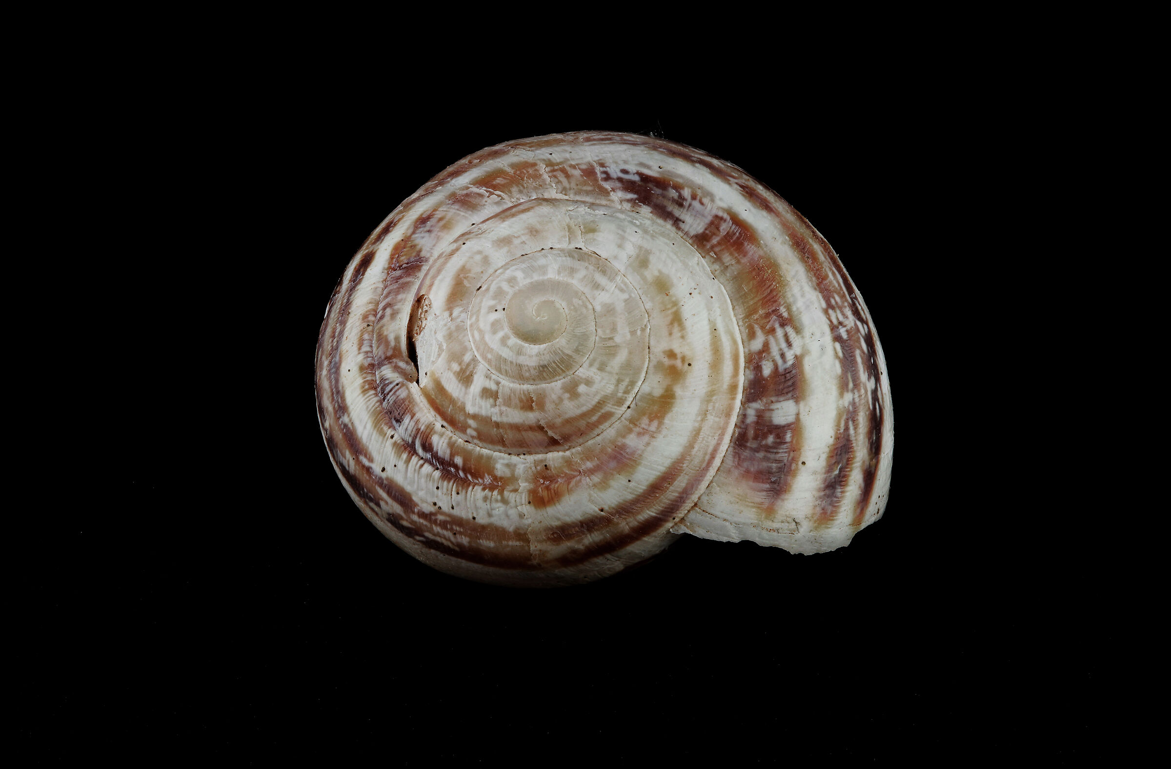 Experiments with snails