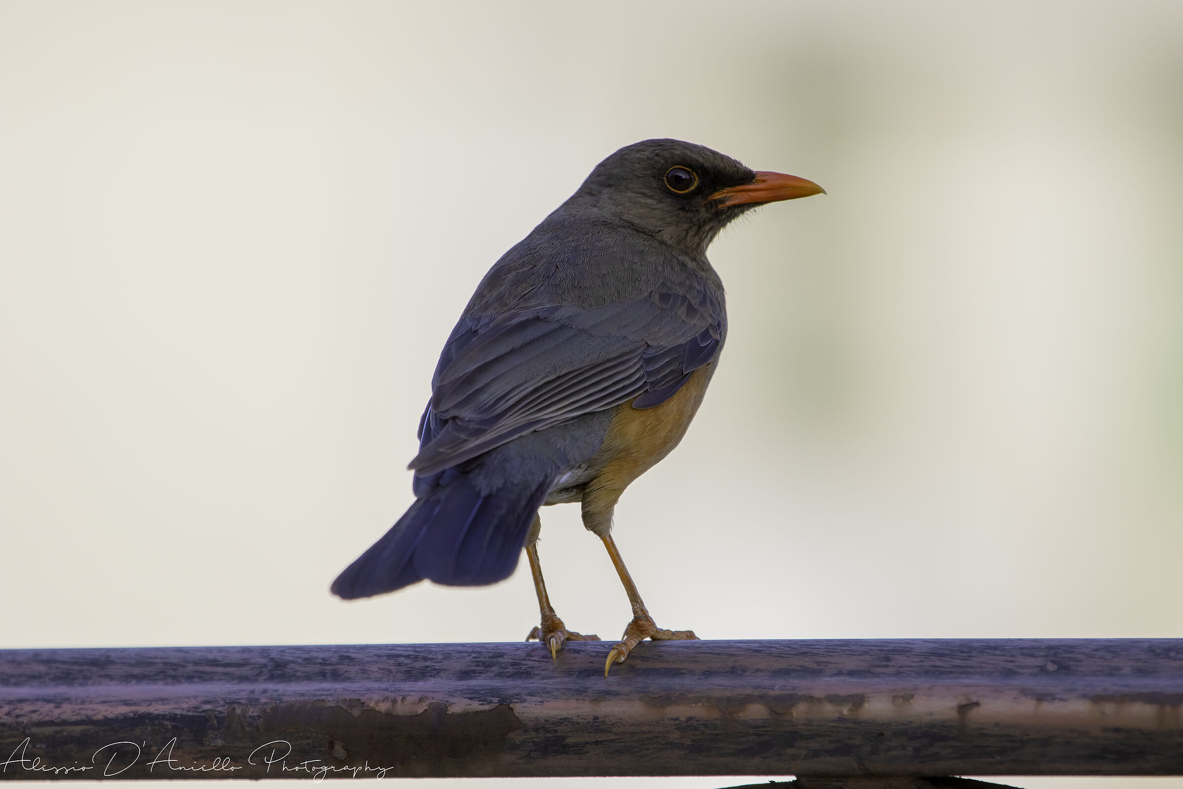 Olive thrush/Turdus olivaceus