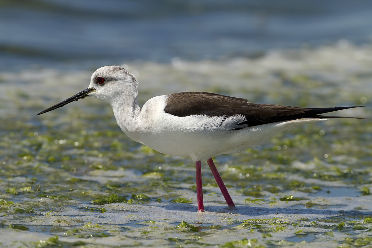 cavaliere d'italia........juv