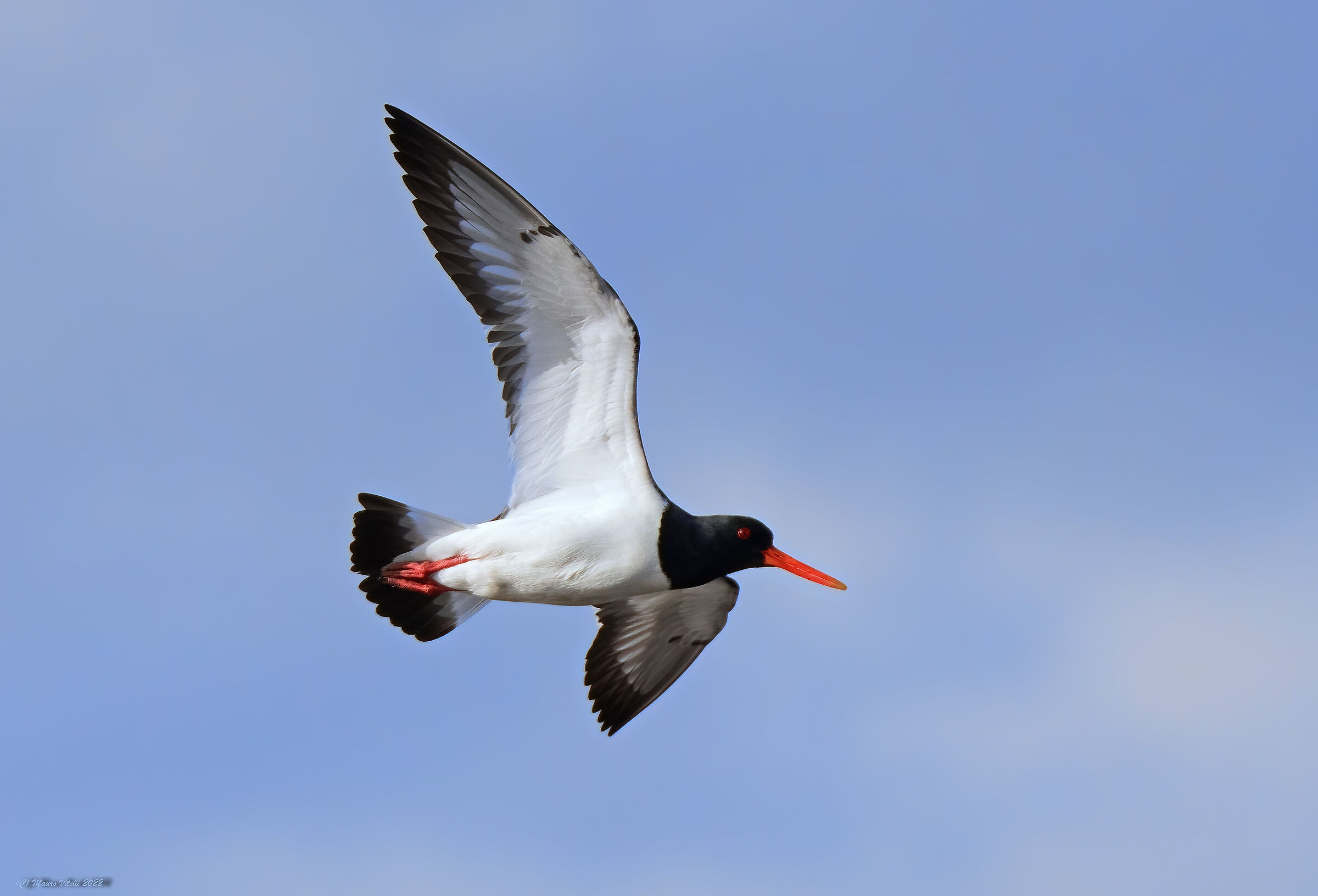 Oystercatcher (Haematopus ostralegus)