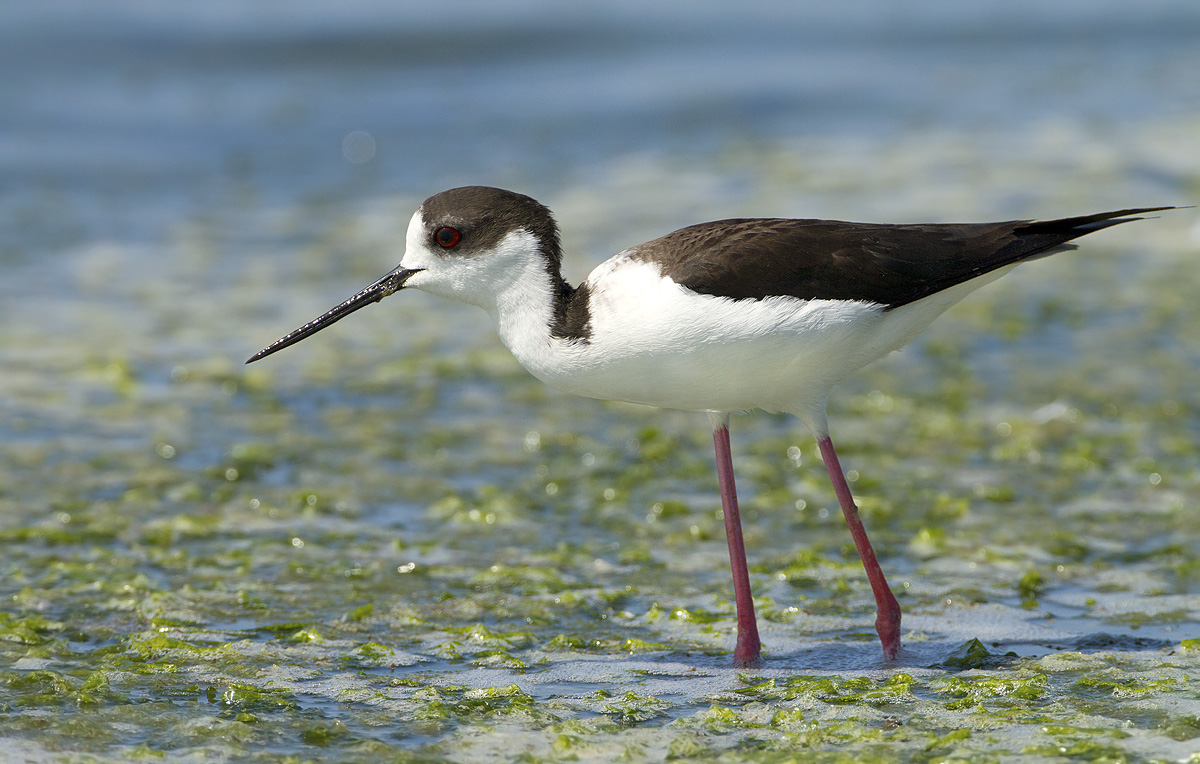 cavaliere d'italia....maschietto