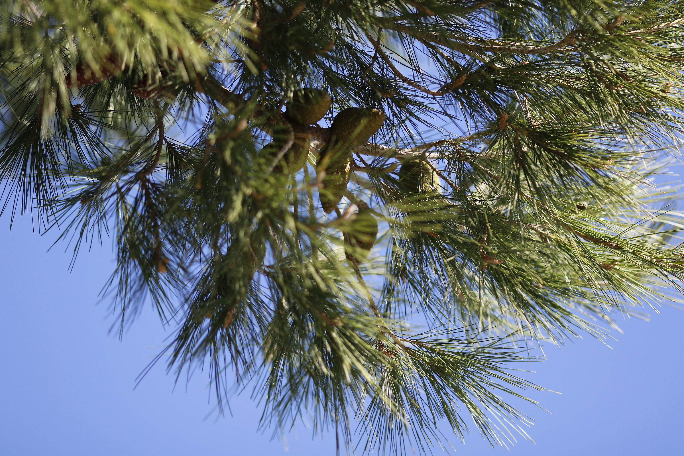 Canon 7D II- 135, F.2 L USM