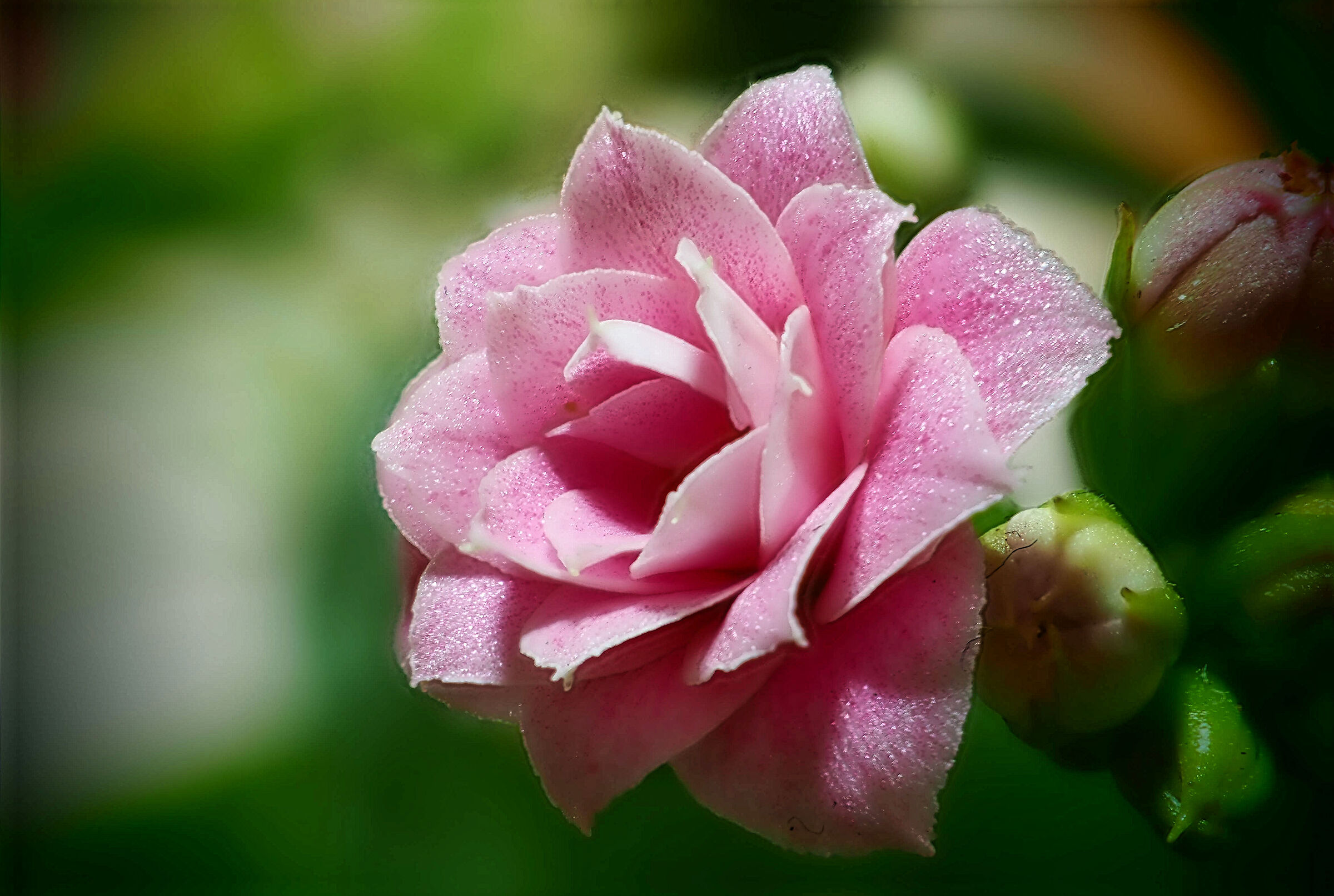 Prova tecnica focus stacking