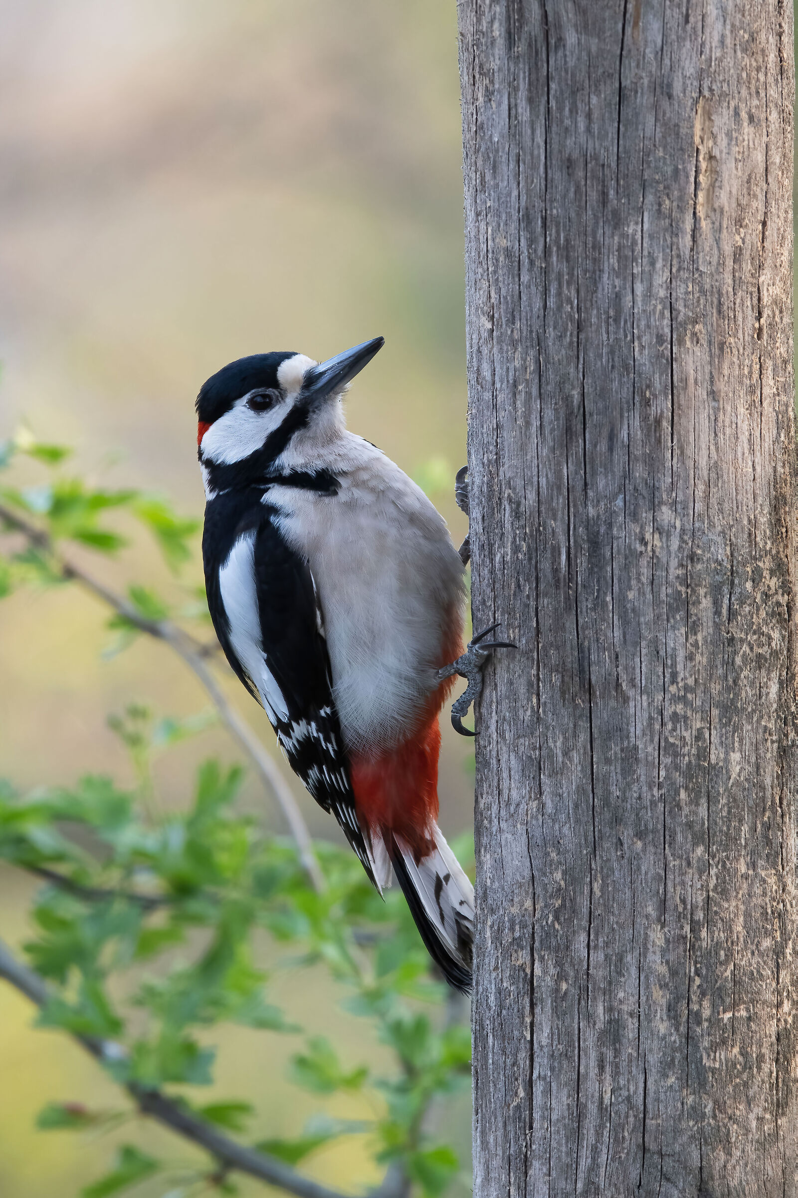 Woodpecker
