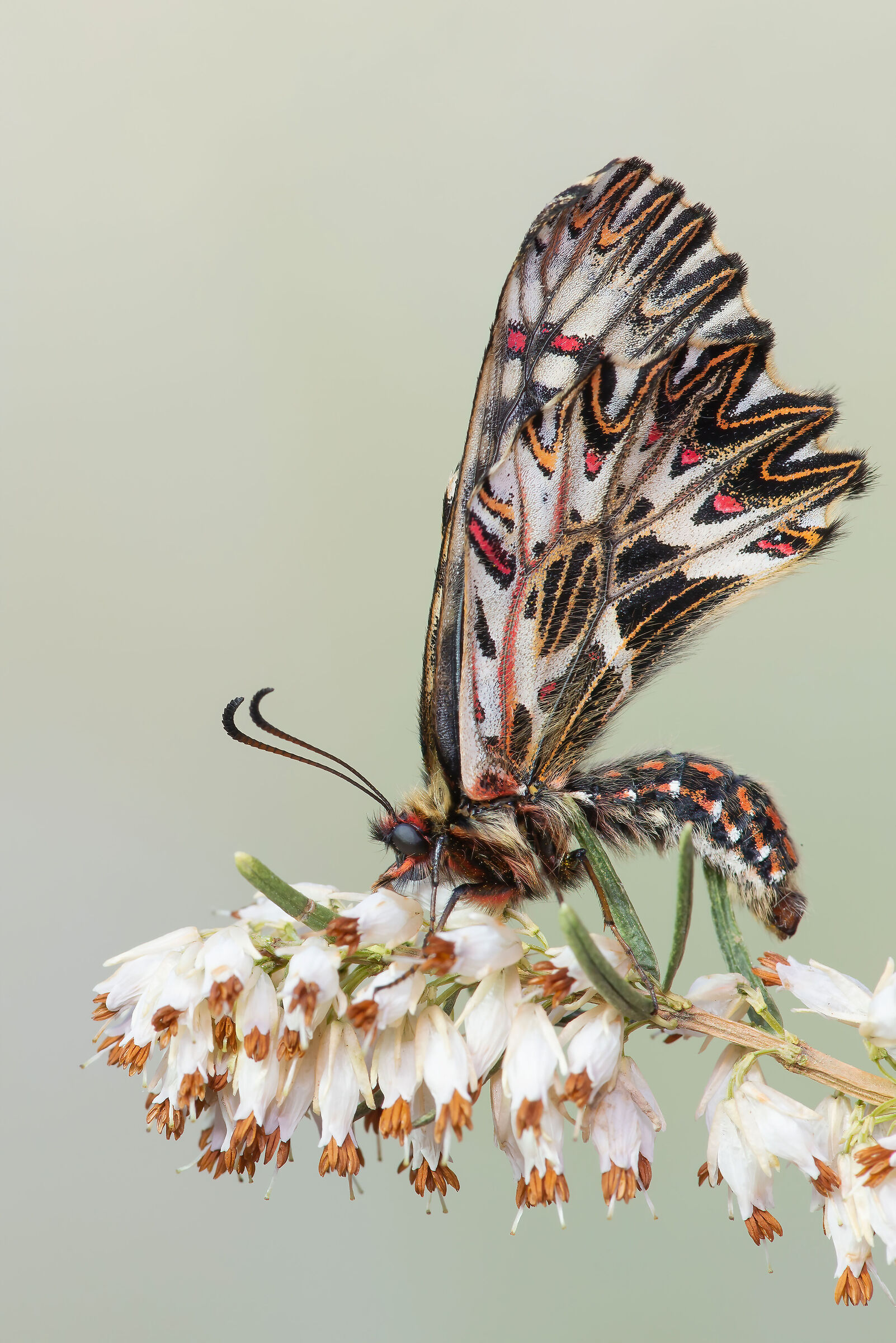 Butterfly 4