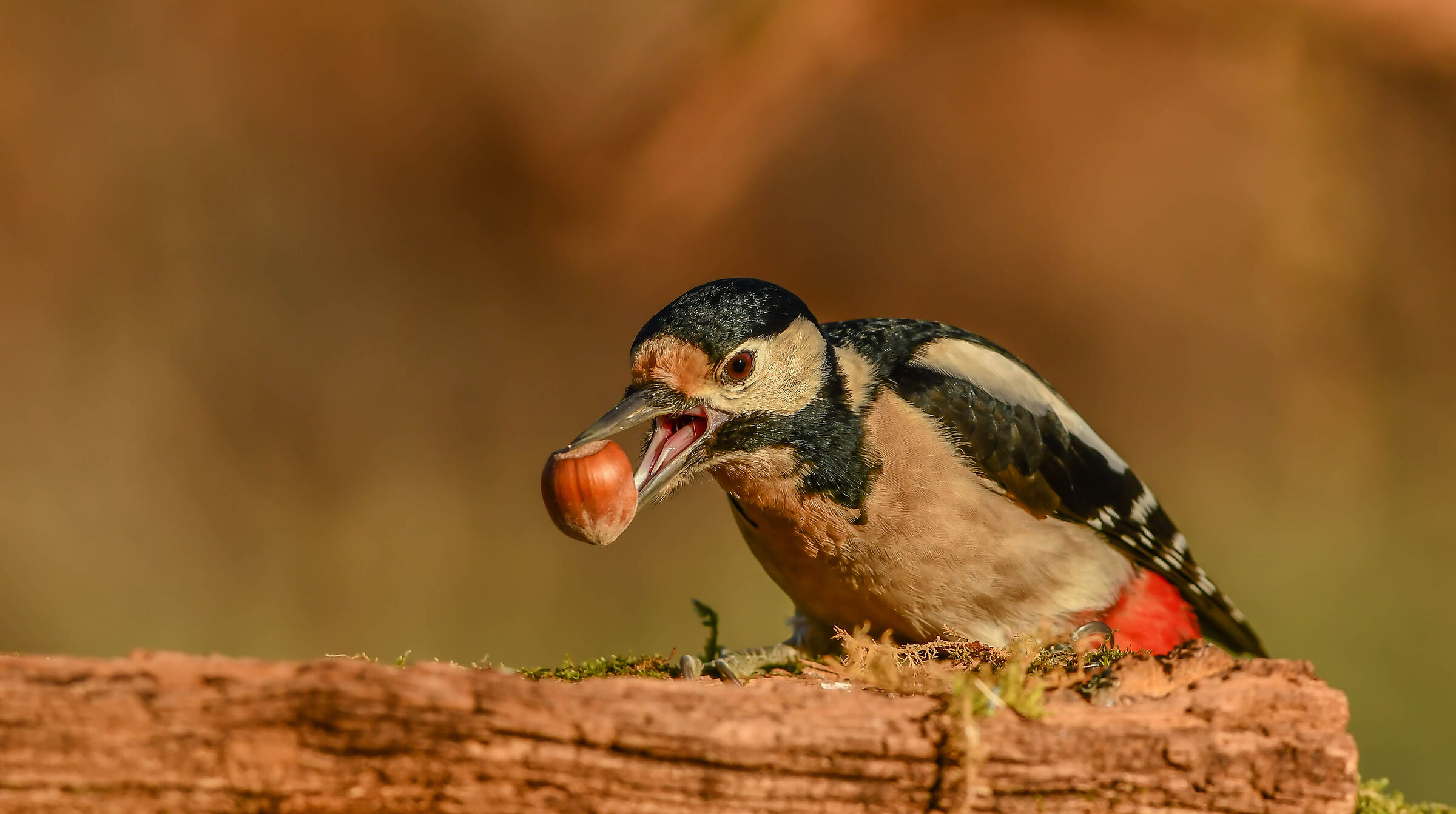 Greater Red Woodpecker (1)