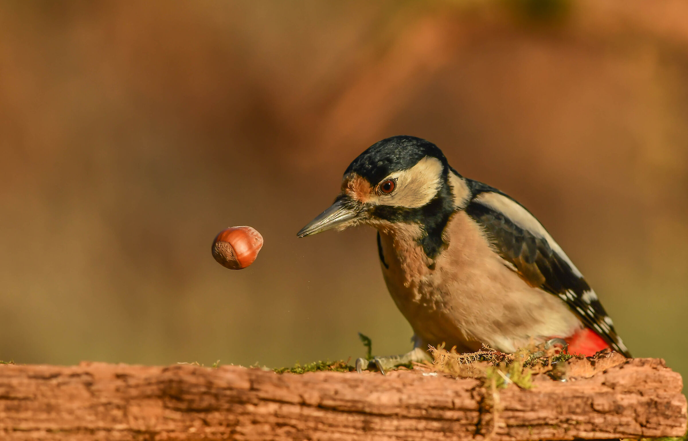 Picchio rosso maggiore (2)