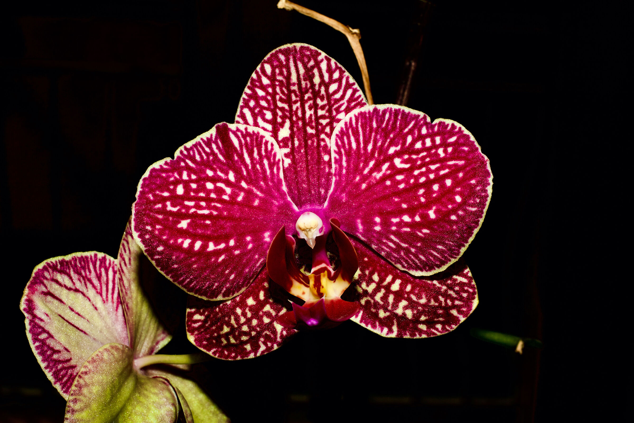 Orchid Vanda