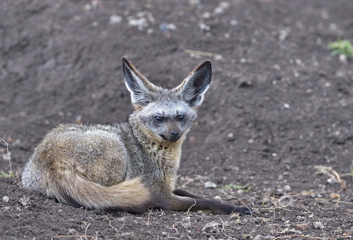Bat-eared fox = Mbweha masikio