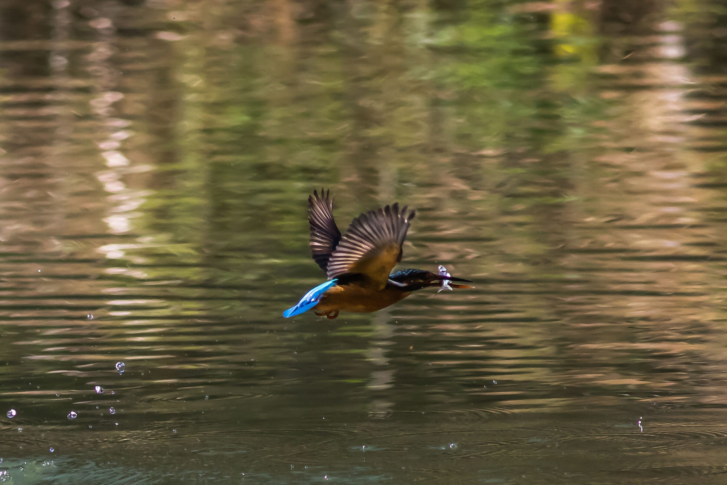 In volo col pesce
