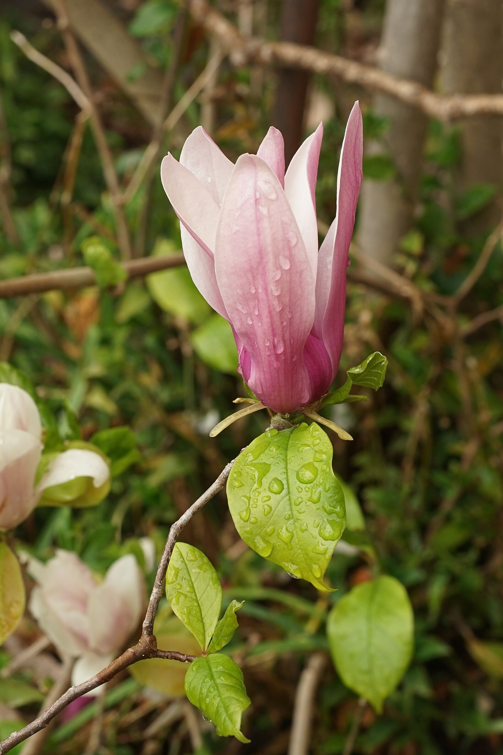 Finalmente la pioggia...