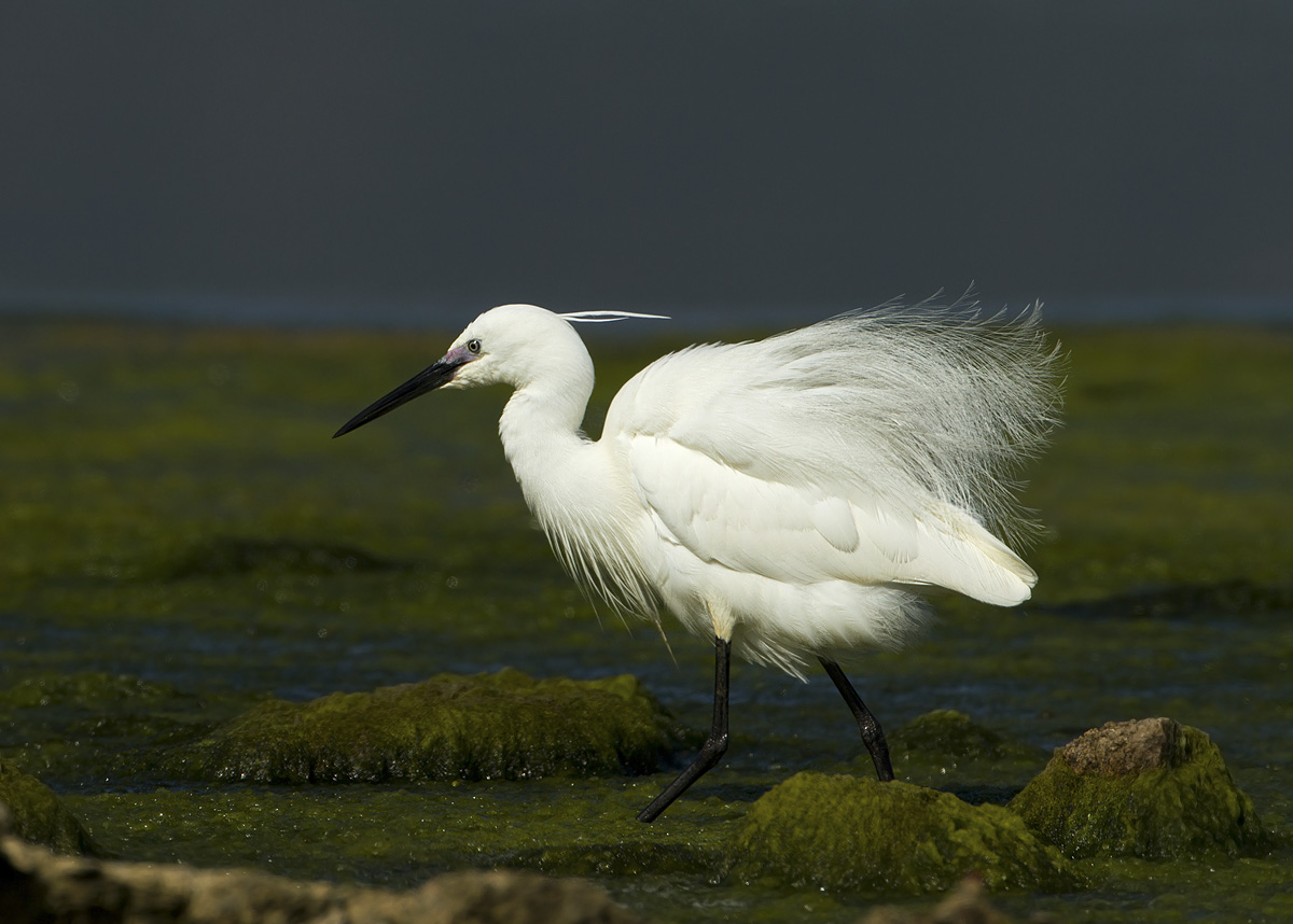Madam egret 1 noooo perm their hair!