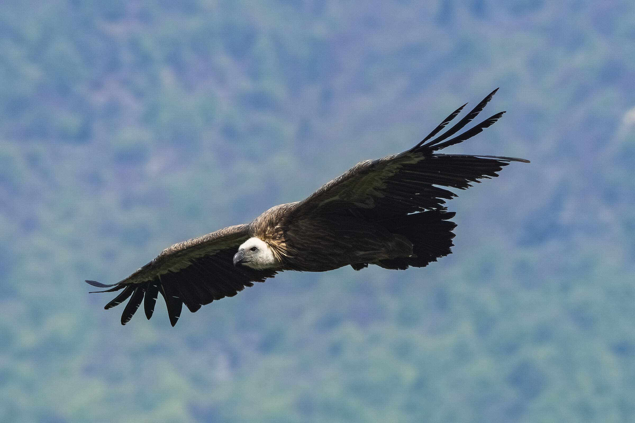 Griffon Venzone Udine