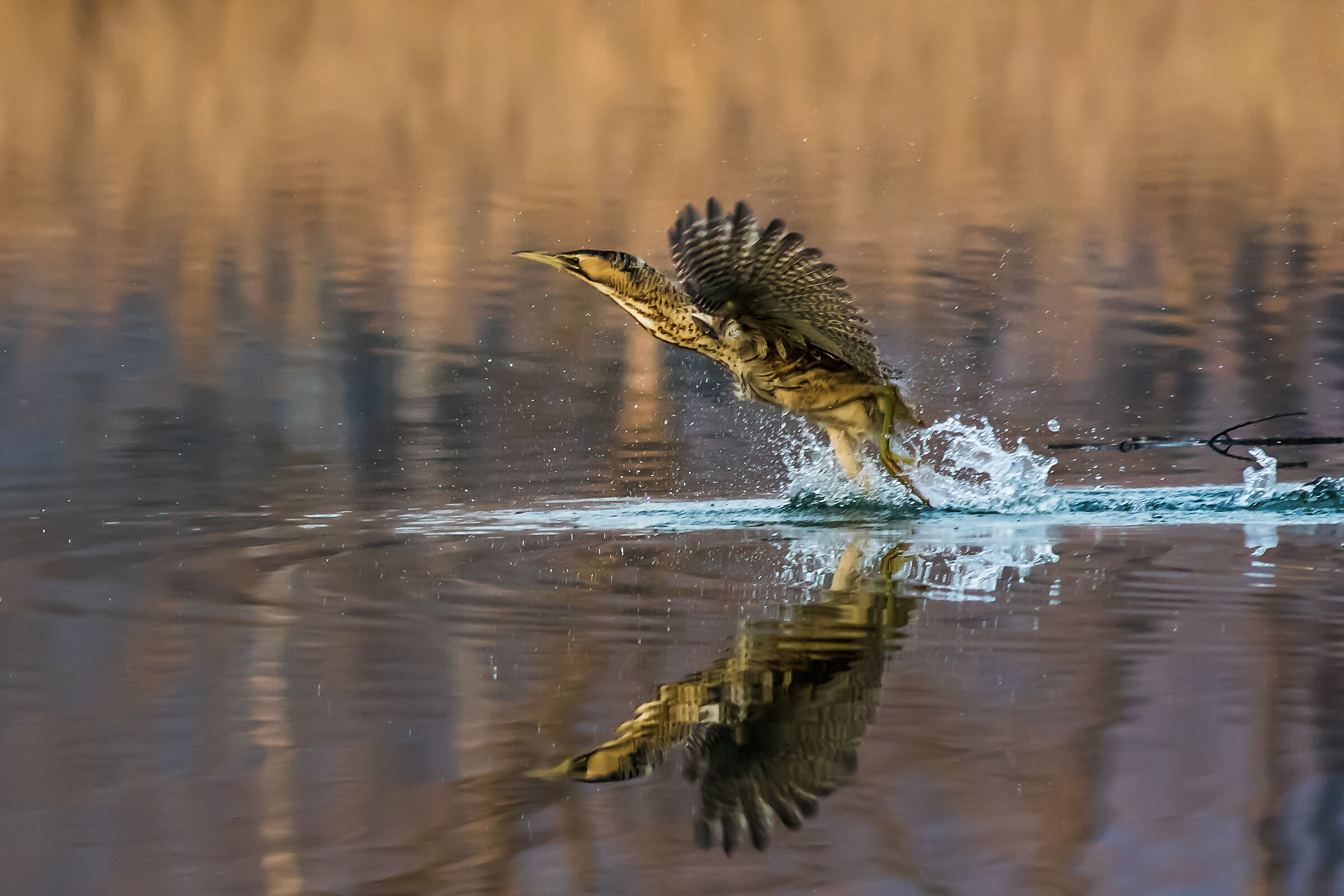 in volo