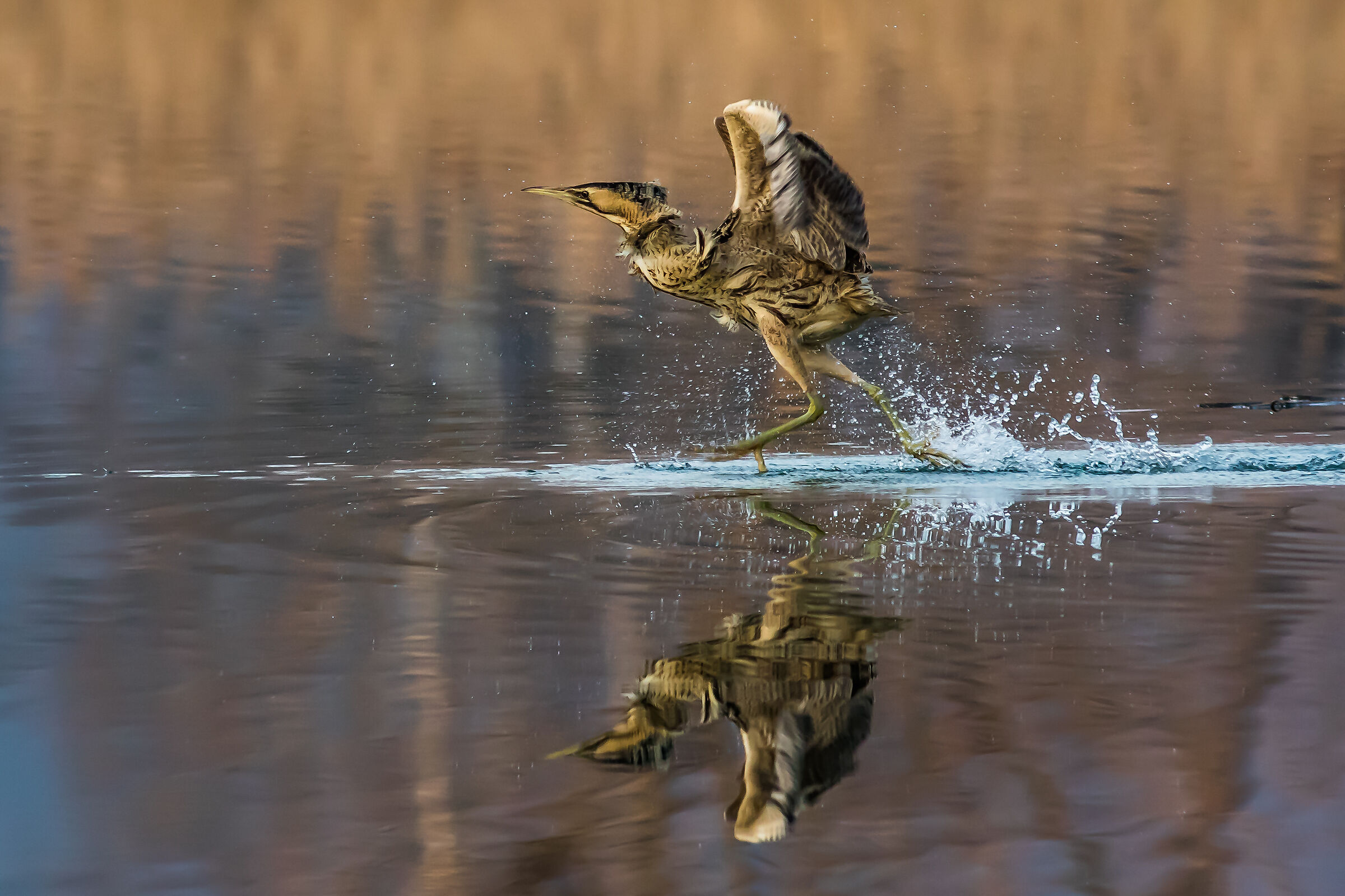 in volo
