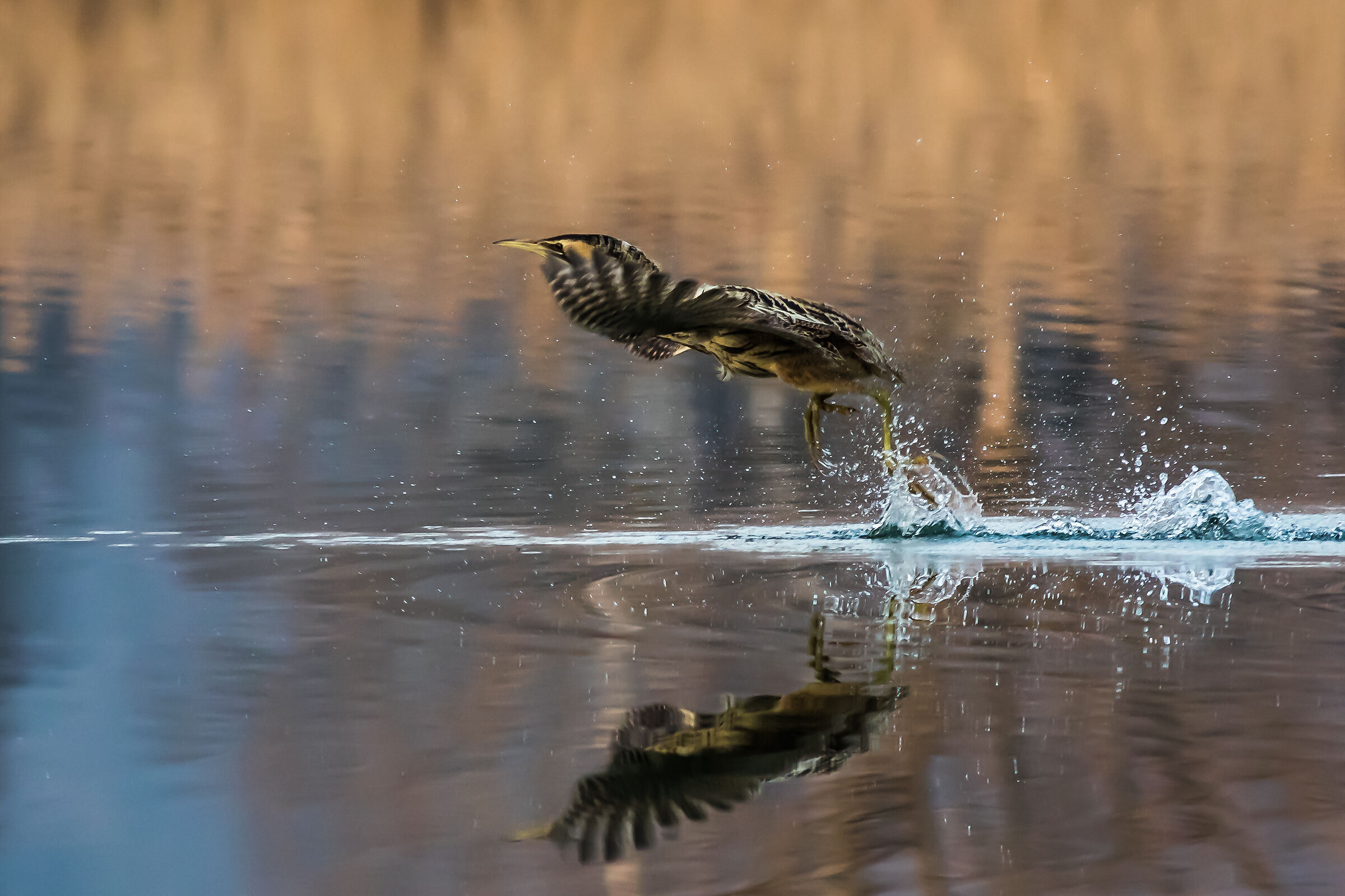 in volo