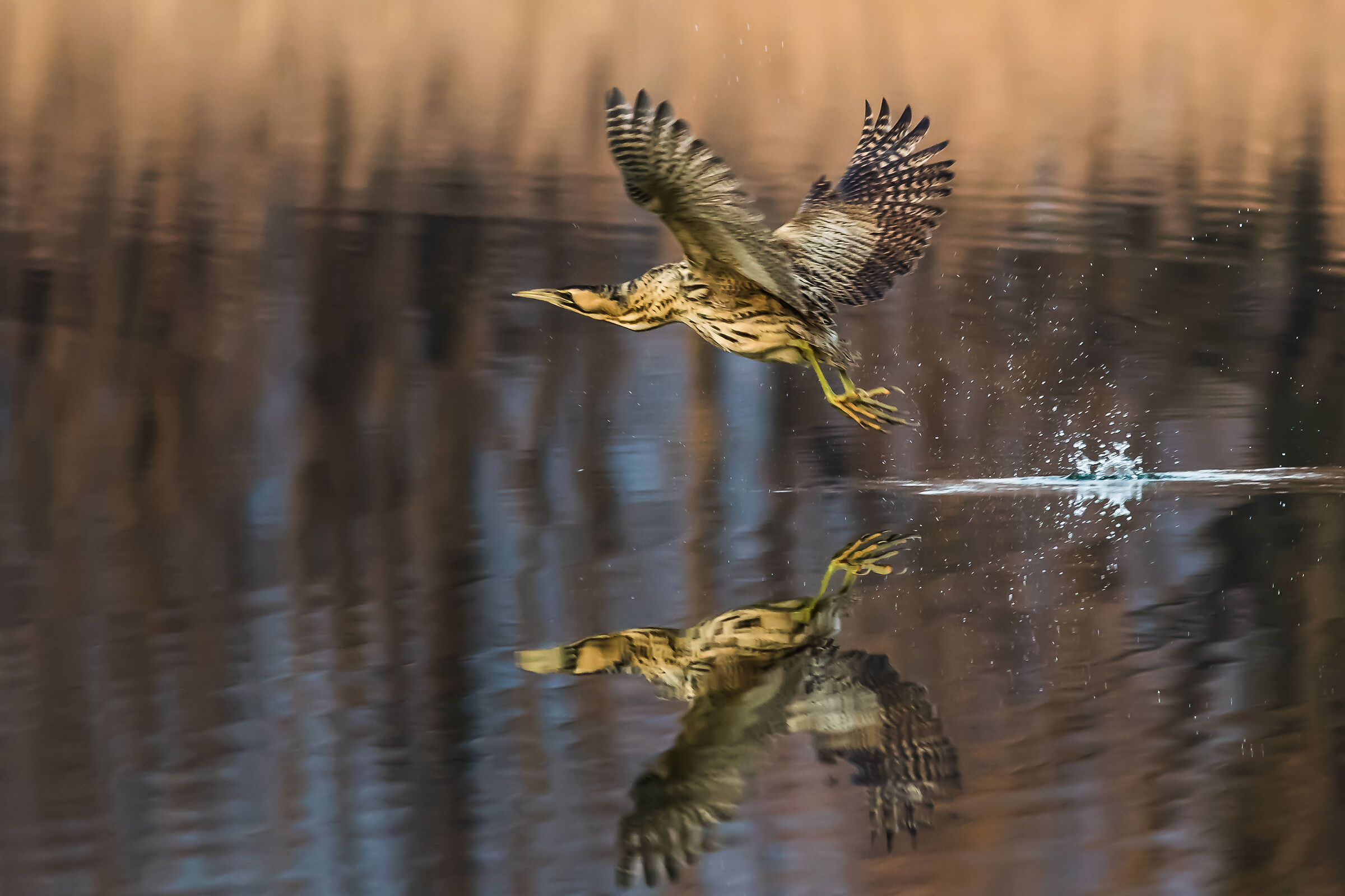 in volo