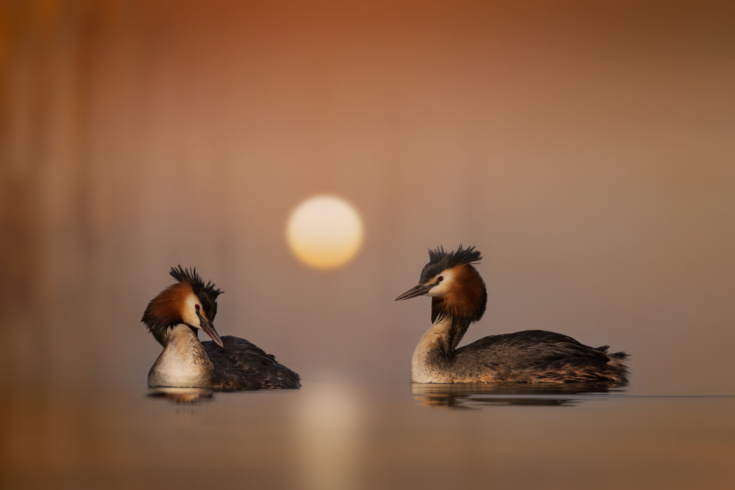 Romantico tramonto tra i canneti