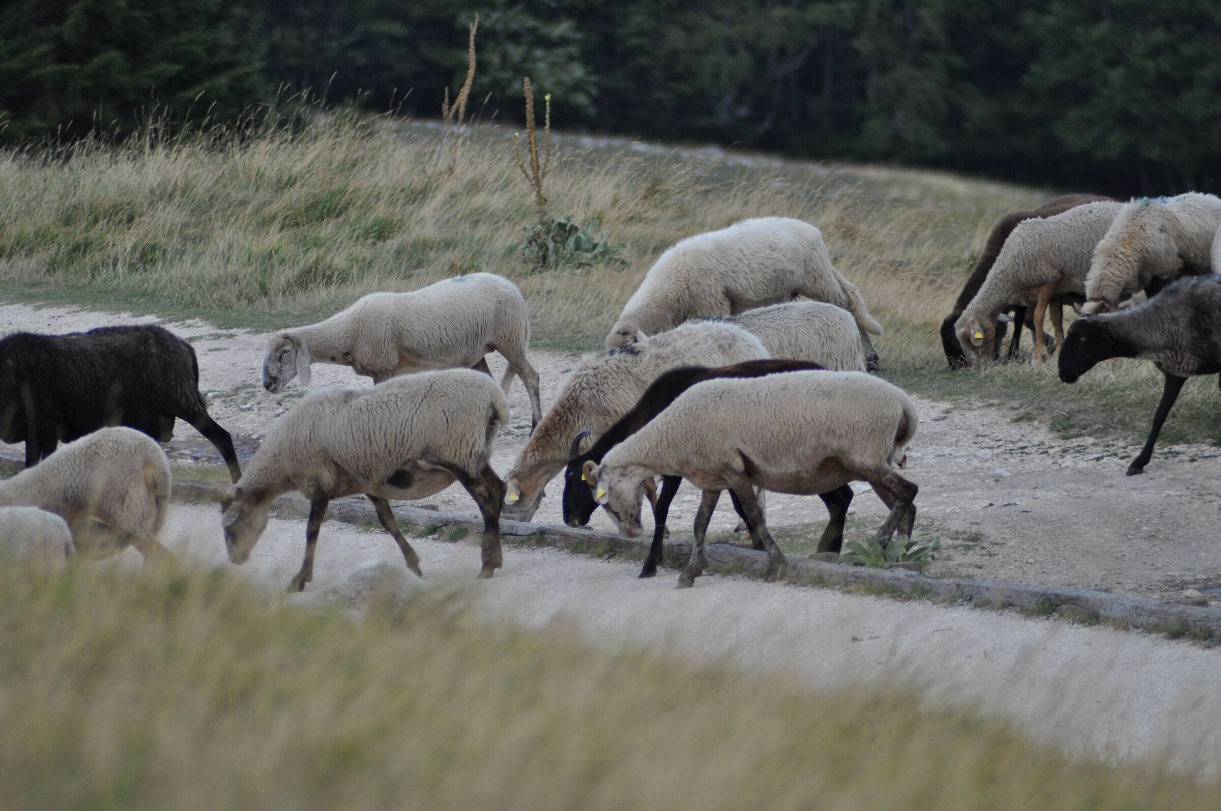 Crossing