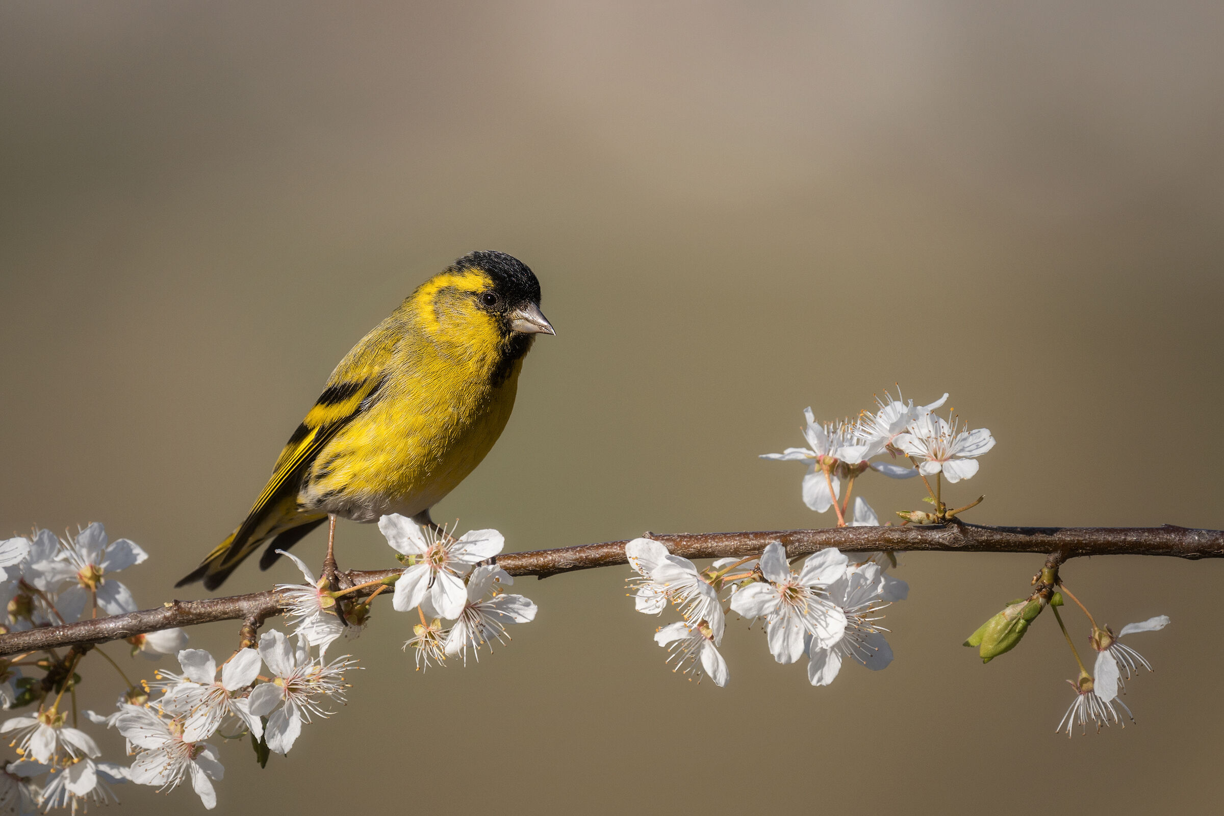 Spring Lucherino