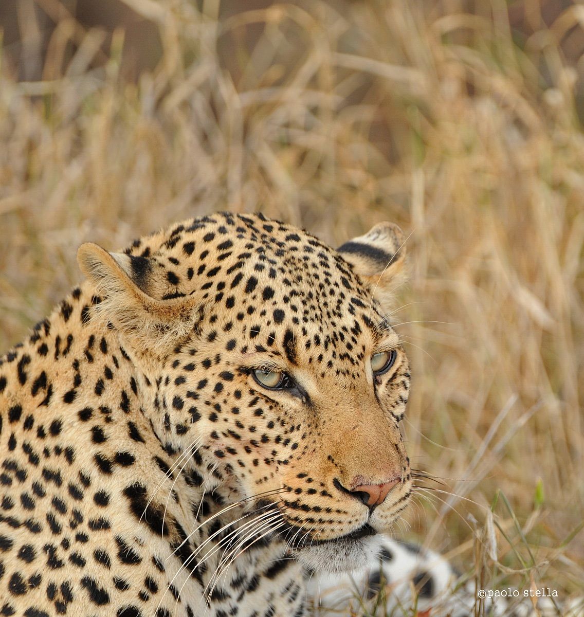 male leopard close-up