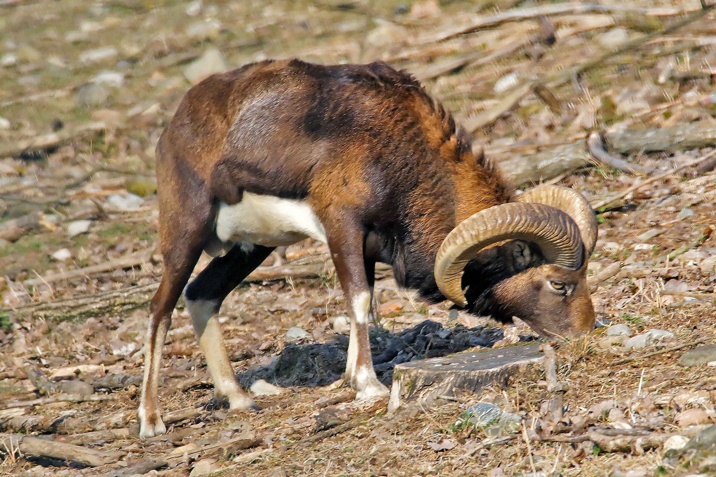 Muflone