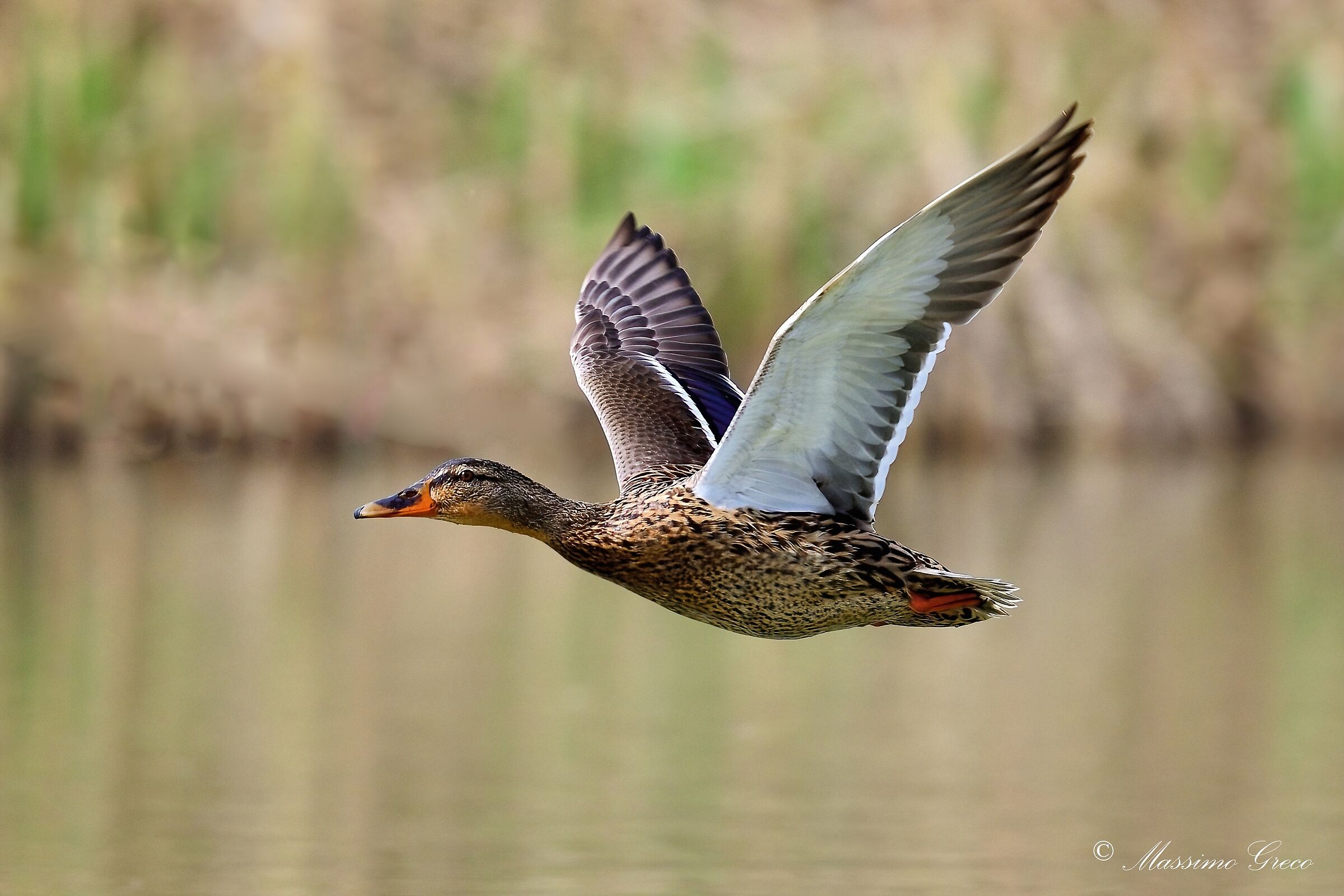 Germano reale (Anas platyrhynchos) - Fem