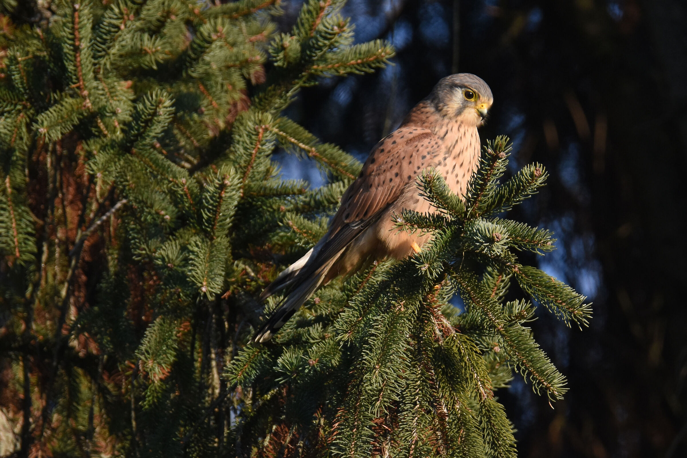 Kestrel