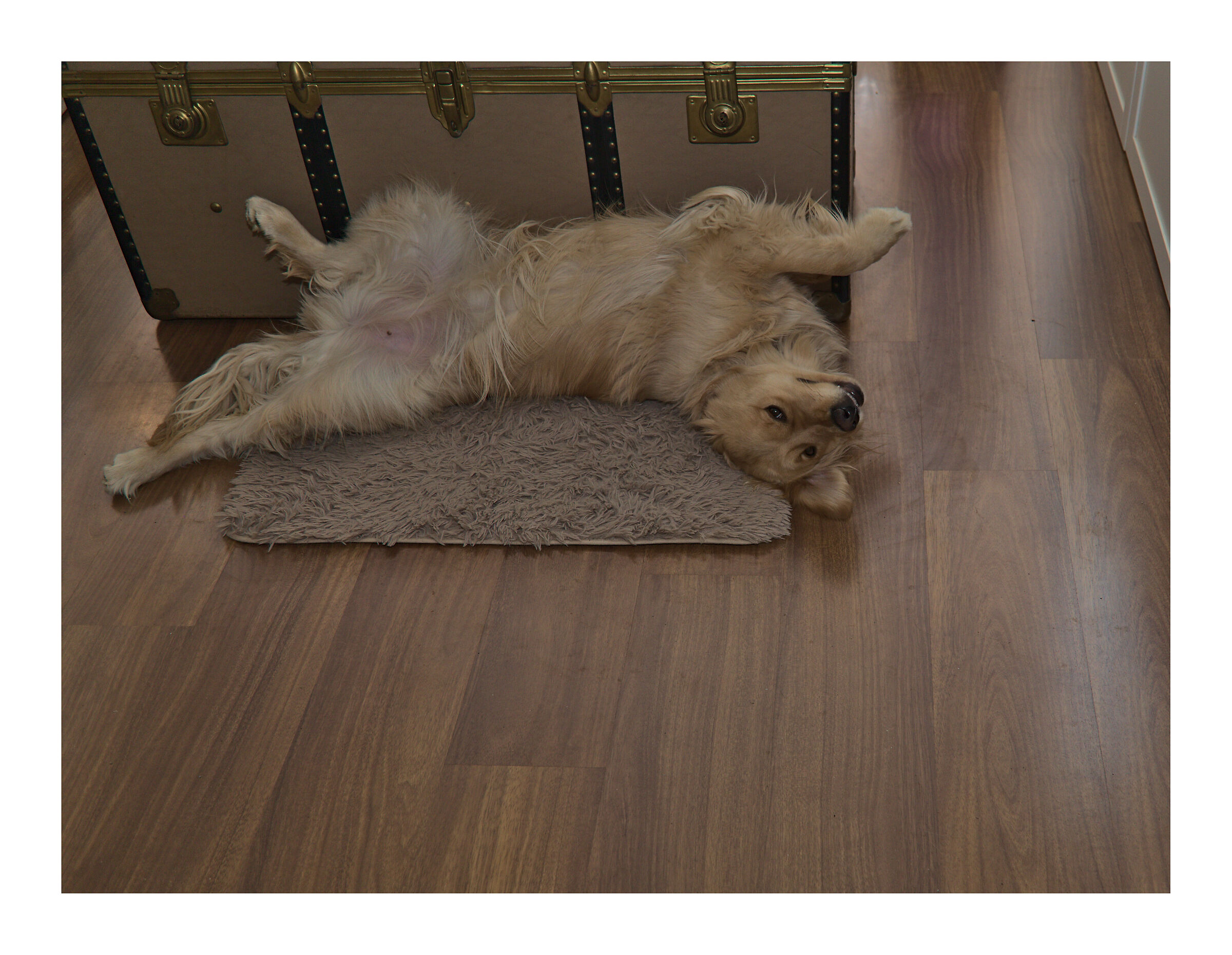 Melody #17. quasi Superman...a cuccia!