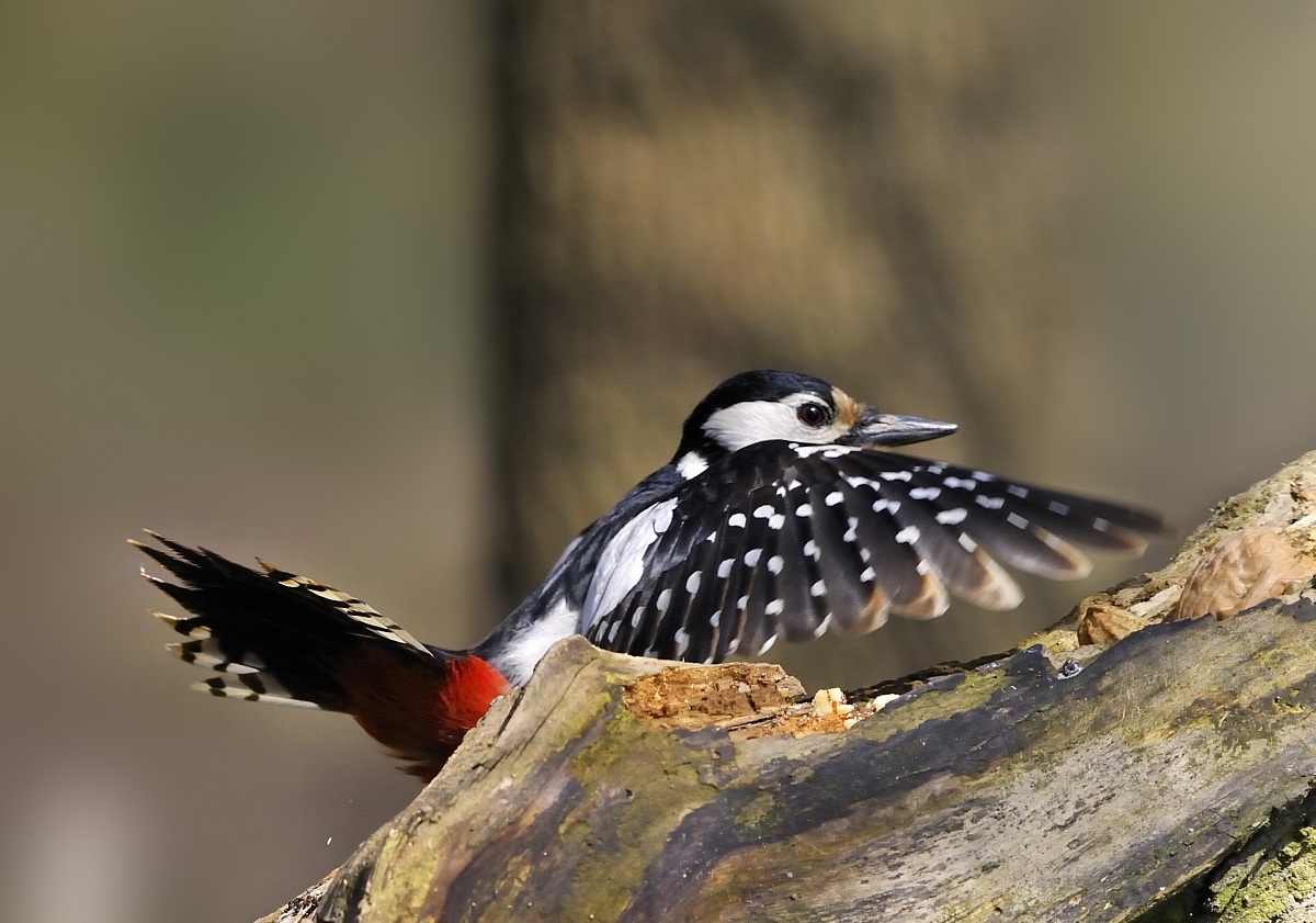 woodpecker