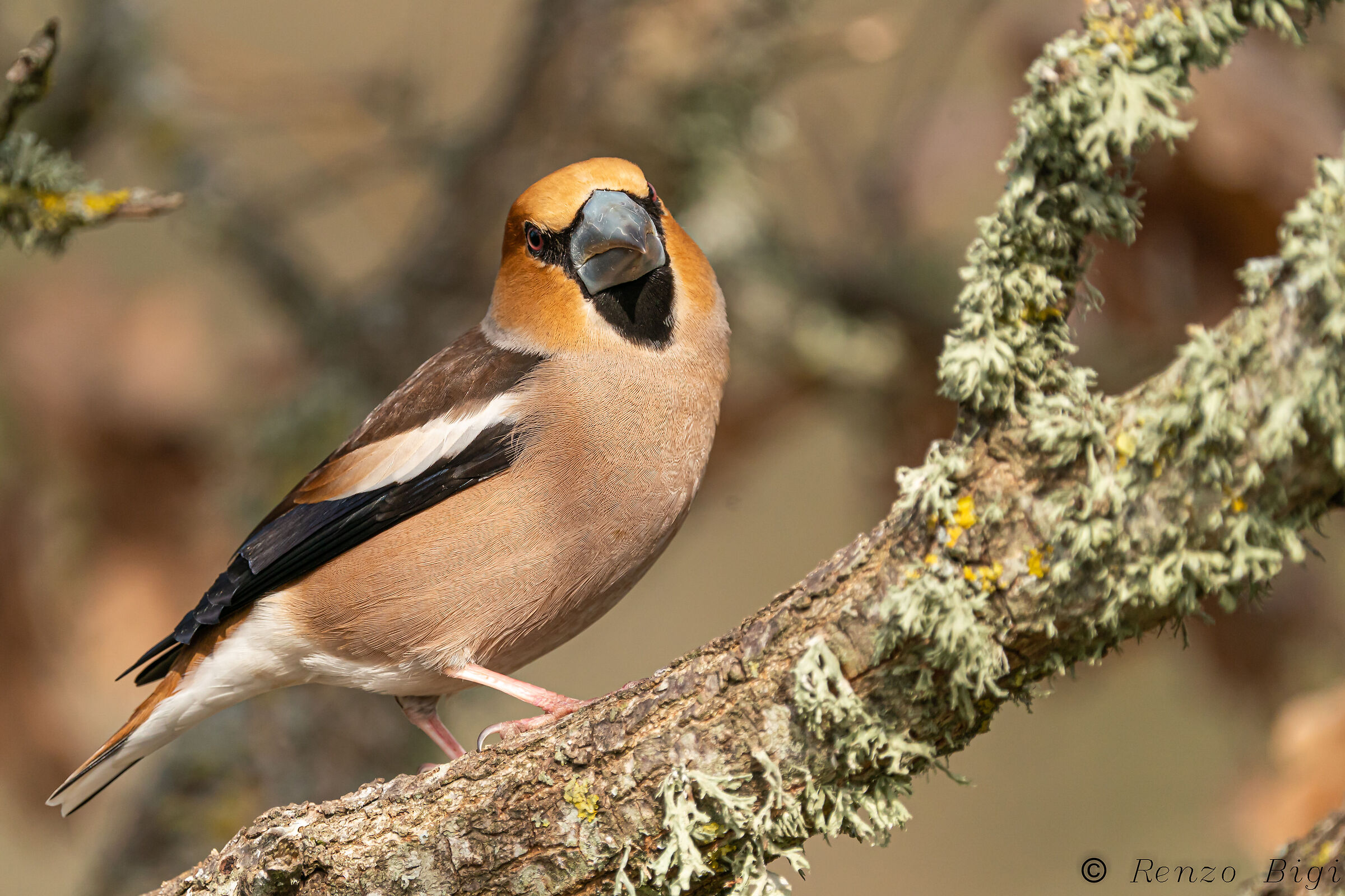 Hawfinch