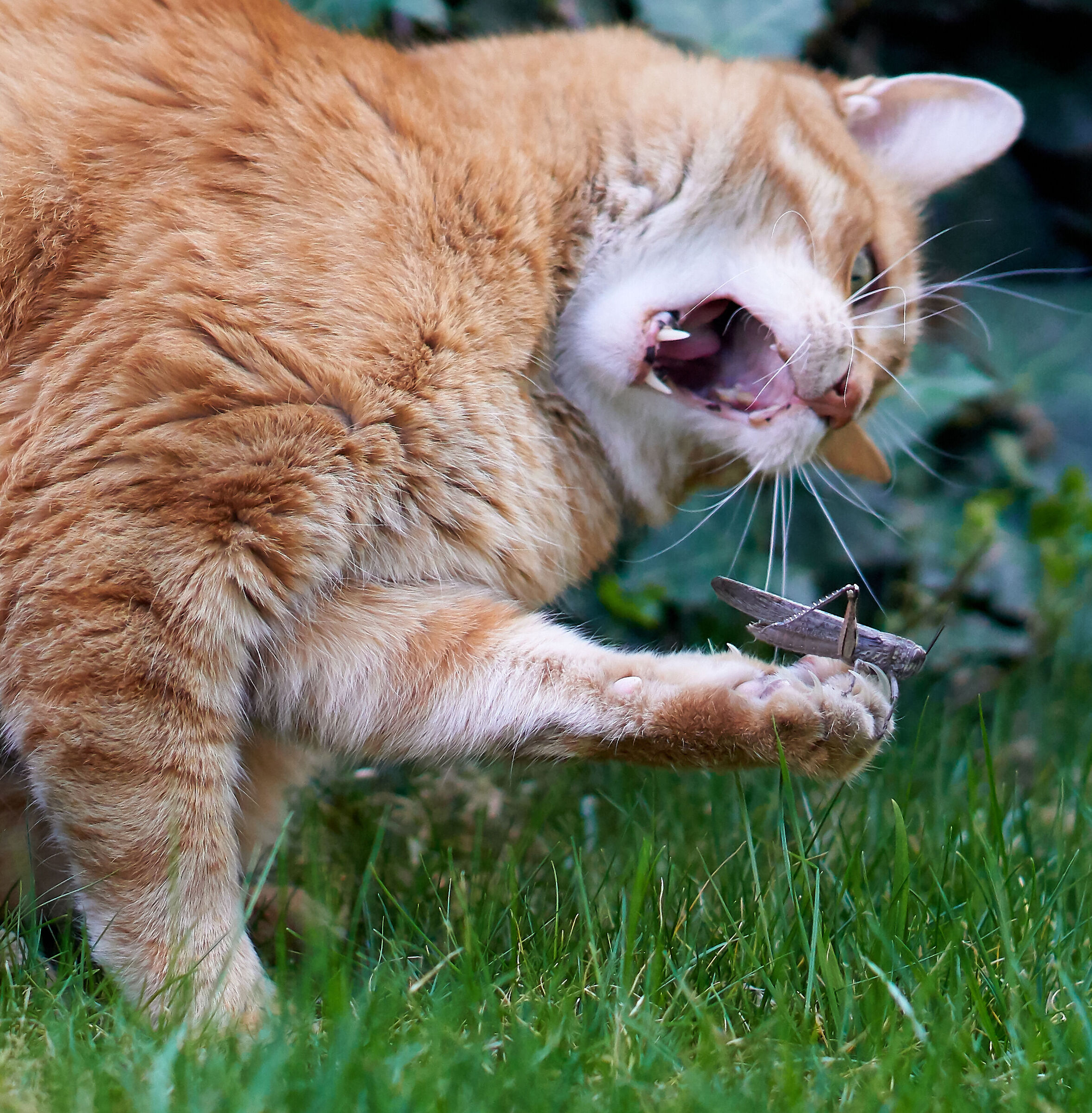 Il gatto (arrabbiato) e la cavalletta