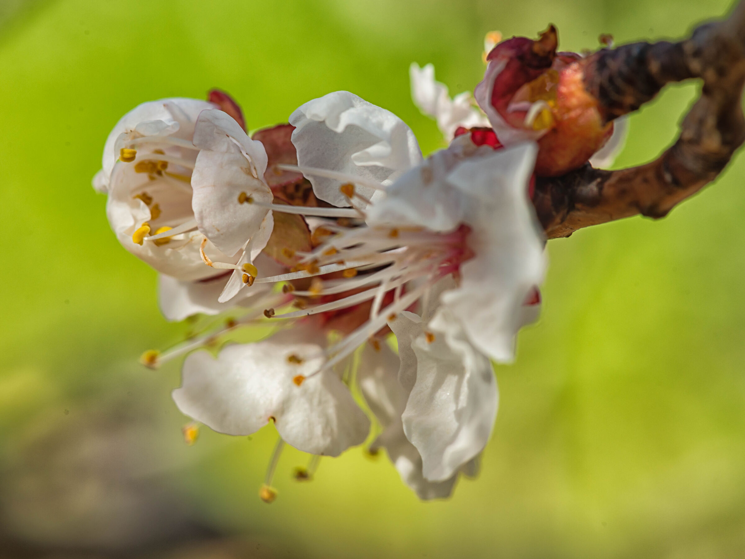 Fioriture di albicocca