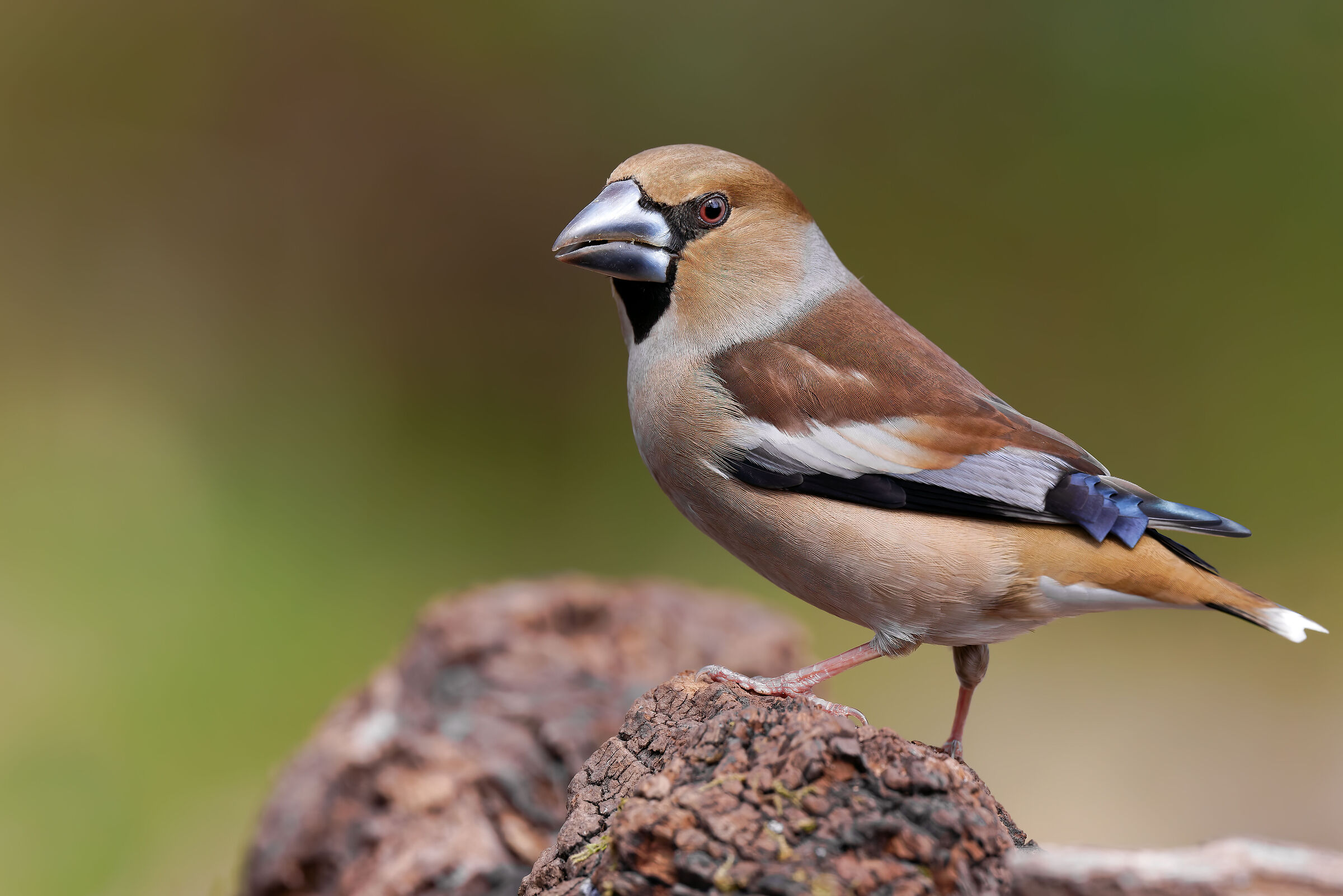 Hawfinch