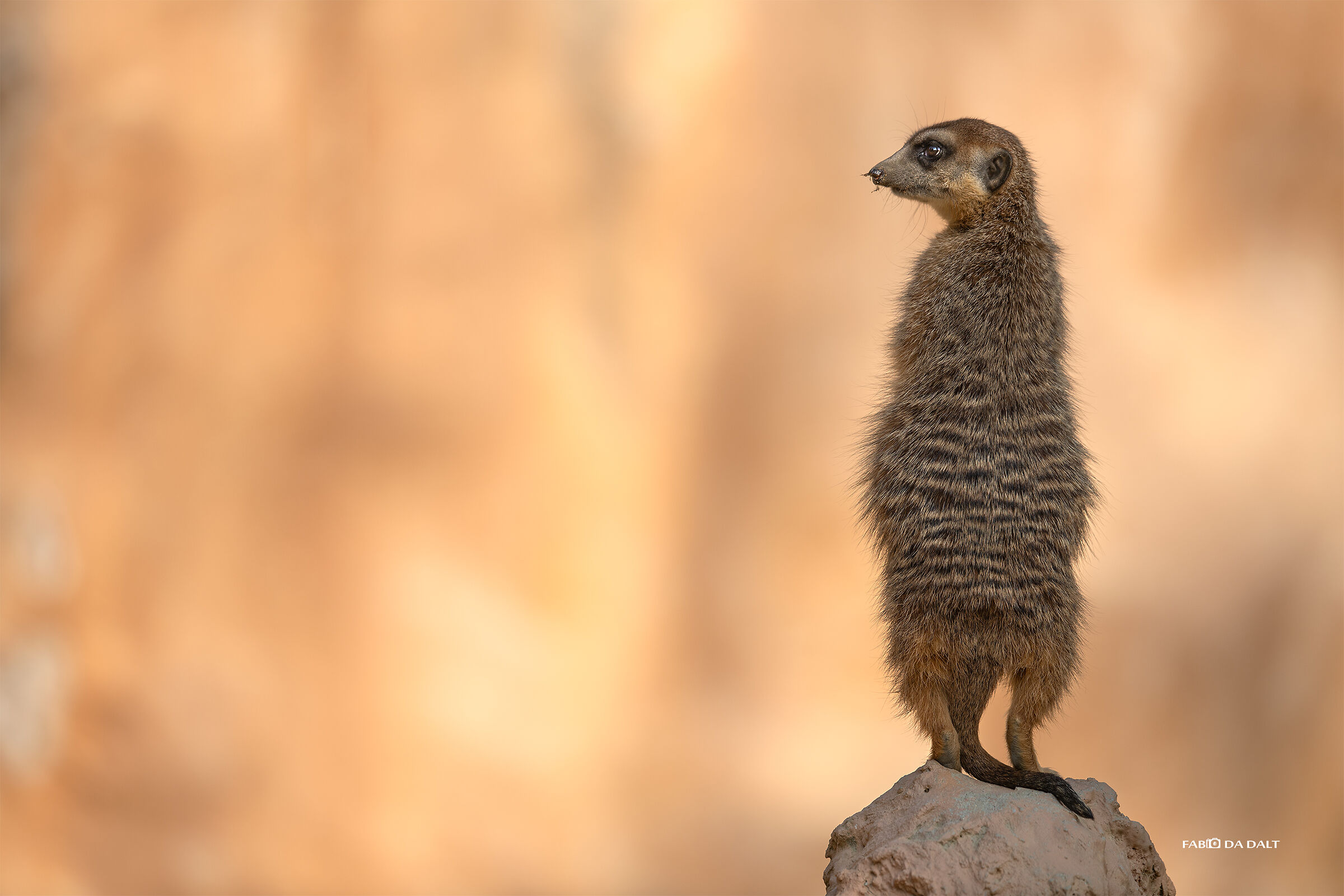 Meerkats