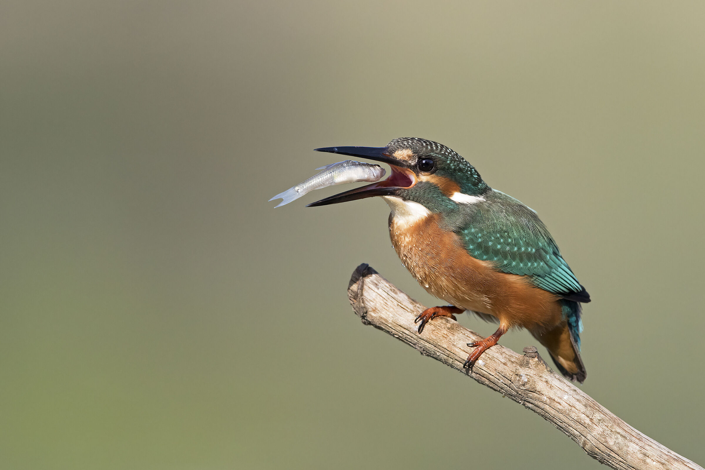 Kingfisher