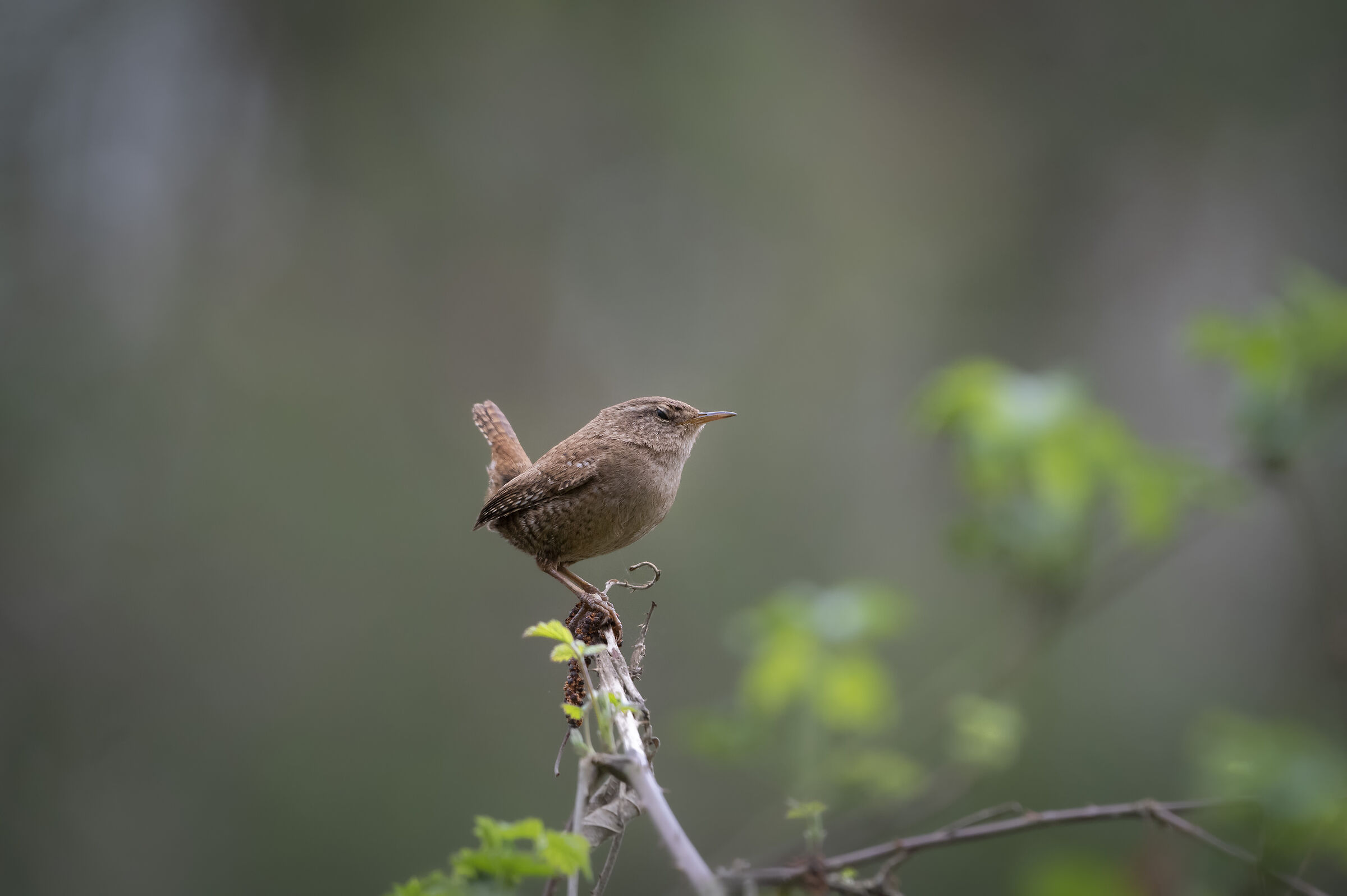 angry bird