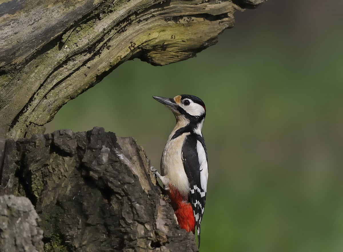 the woodpecker and the ants