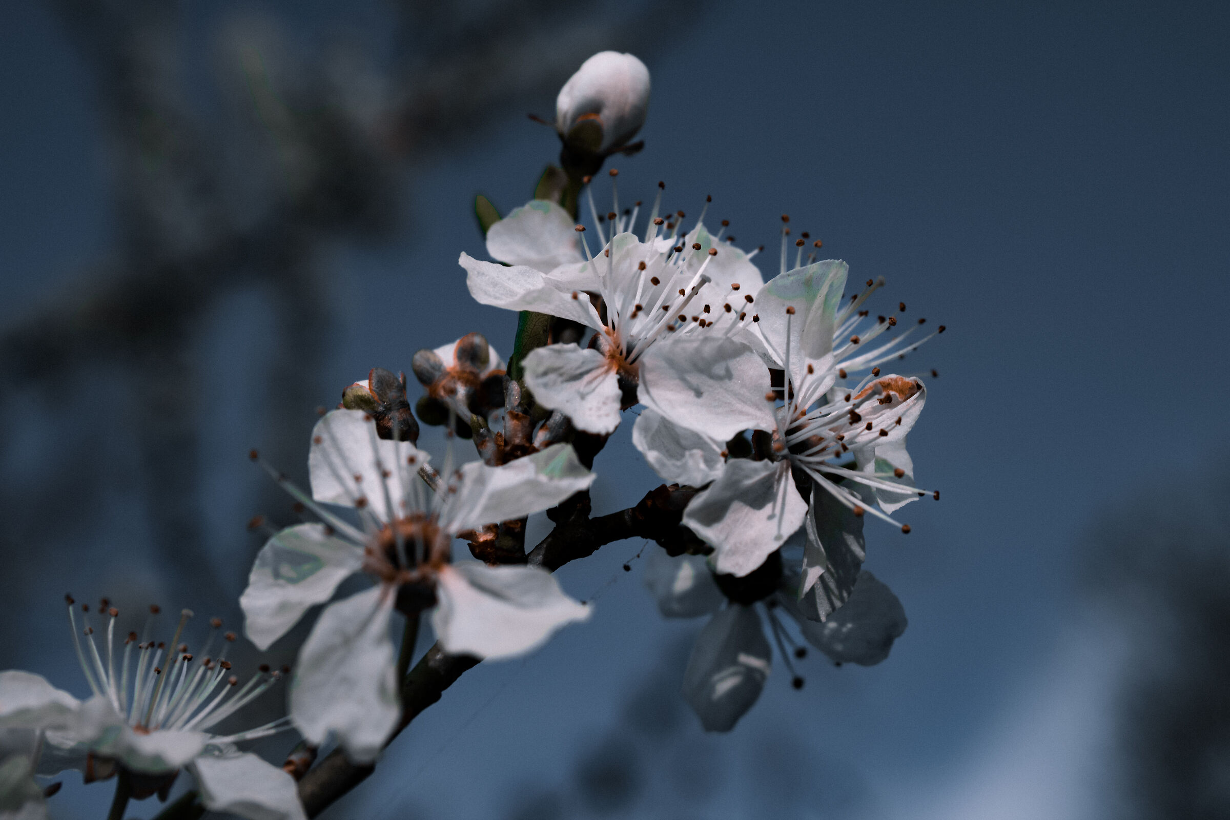 Fiori dell'albero