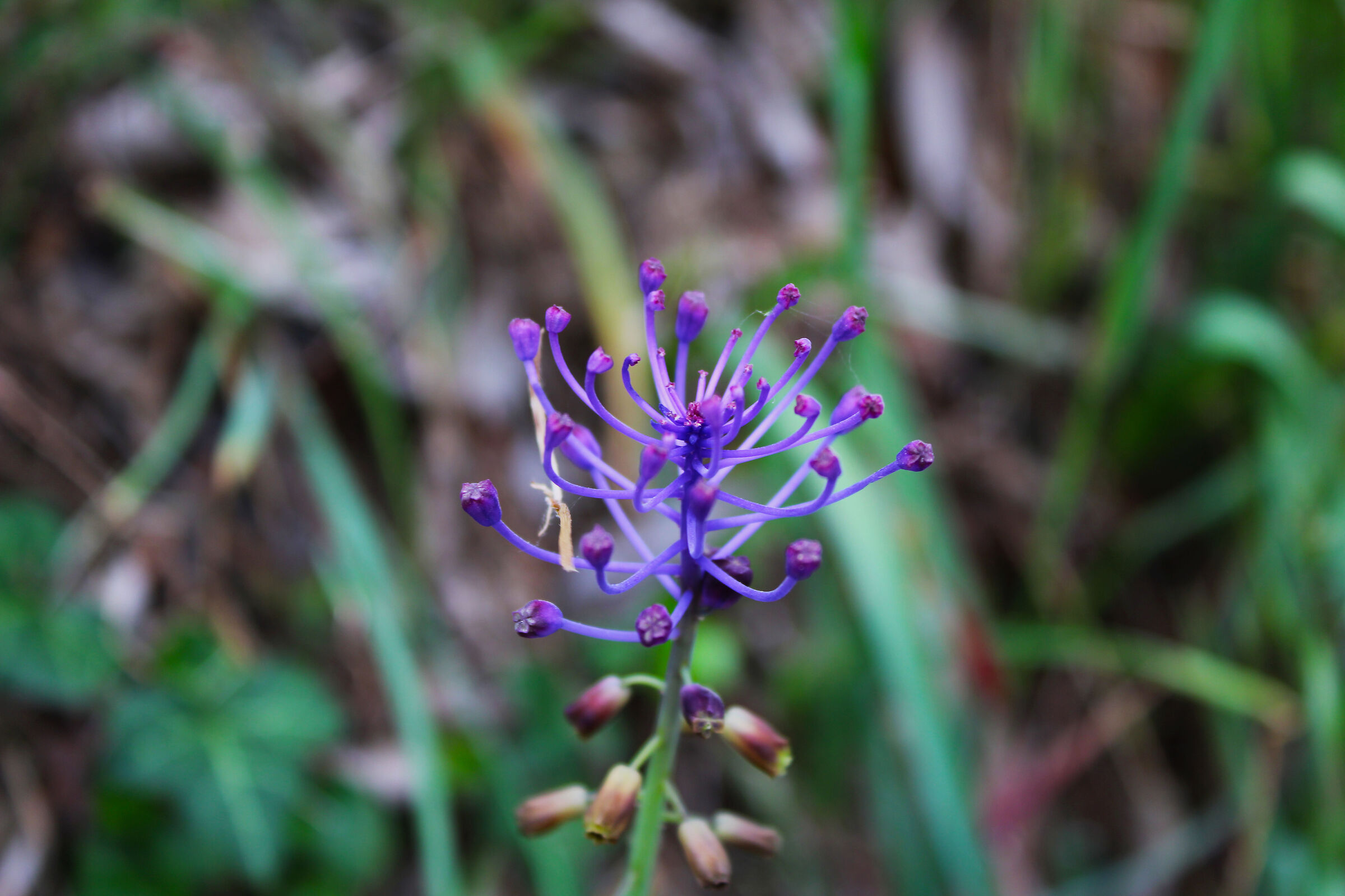 Purple flower