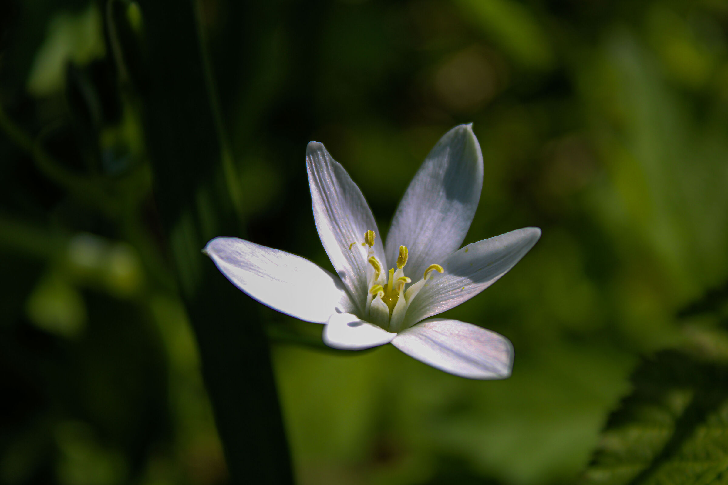 White flower